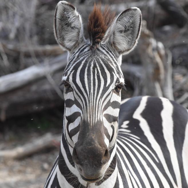 グラントシマウマ アフリカのサバンナ 動物紹介 よこはま動物園ズーラシア公式サイト 公益財団法人 横浜市緑の協会 グラントシマウマ アフリカのサバンナ 動物紹介 よこはま動物園ズーラシア公式サイト 公益財団法人 横浜市緑の協会