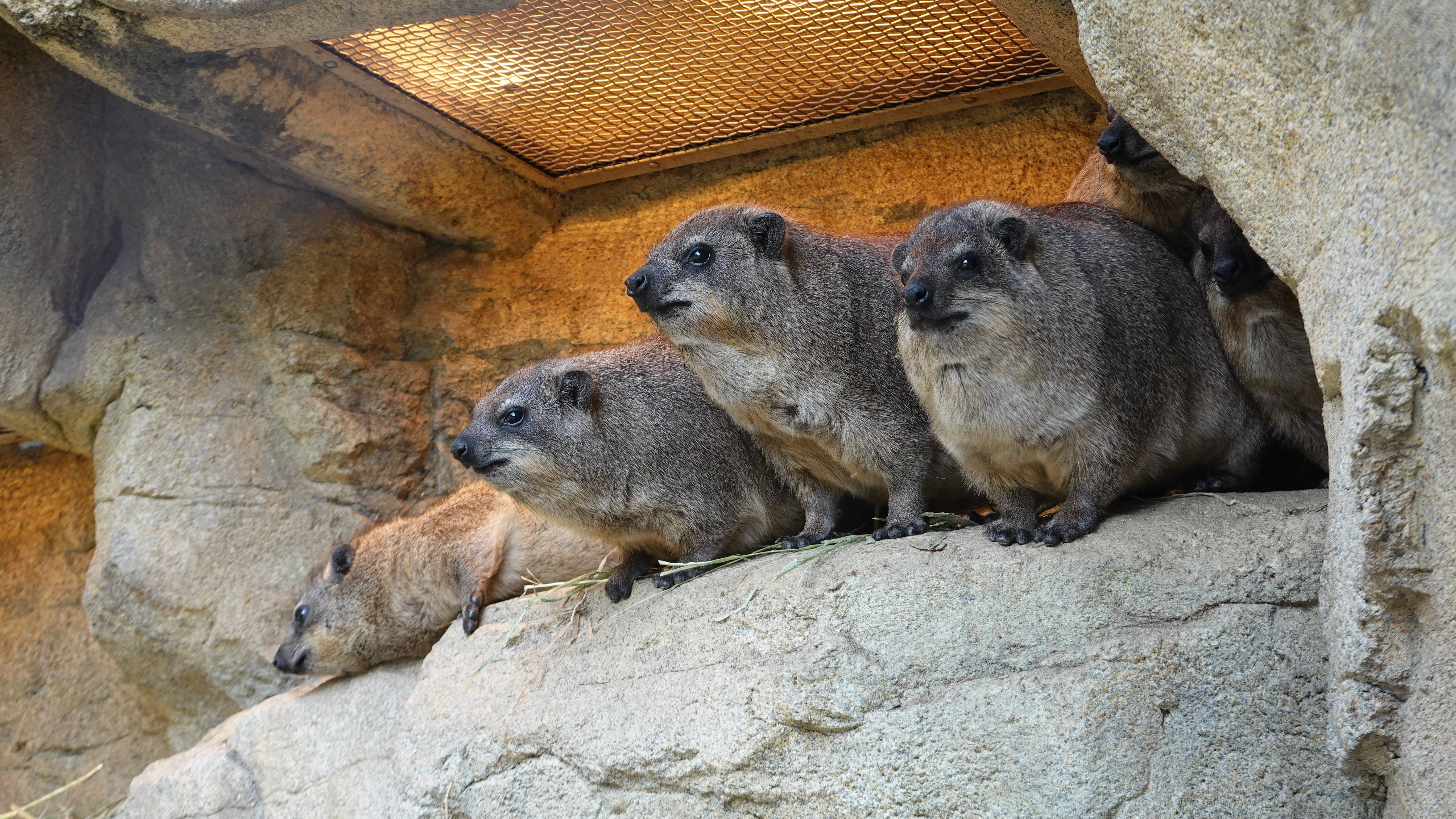 ケープハイラックス アフリカのサバンナ 動物紹介 よこはま動物園ズーラシア公式サイト 公益財団法人 横浜市緑の協会 ケープハイラックス アフリカのサバンナ 動物紹介 よこはま動物園ズーラシア公式サイト 公益財団法人 横浜市緑の協会