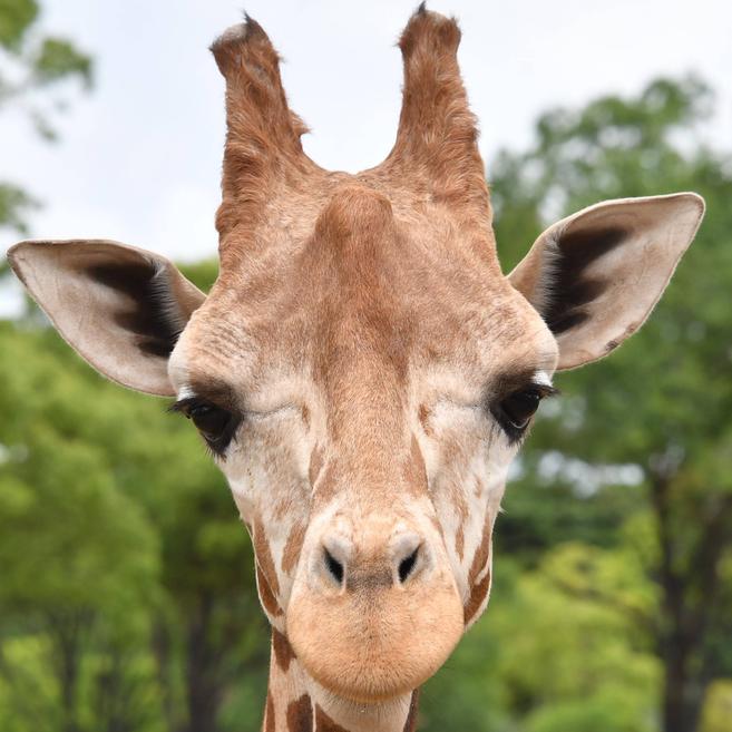 キリン アフリカのサバンナ 動物紹介 よこはま動物園ズーラシア公式サイト 公益財団法人 横浜市緑の協会