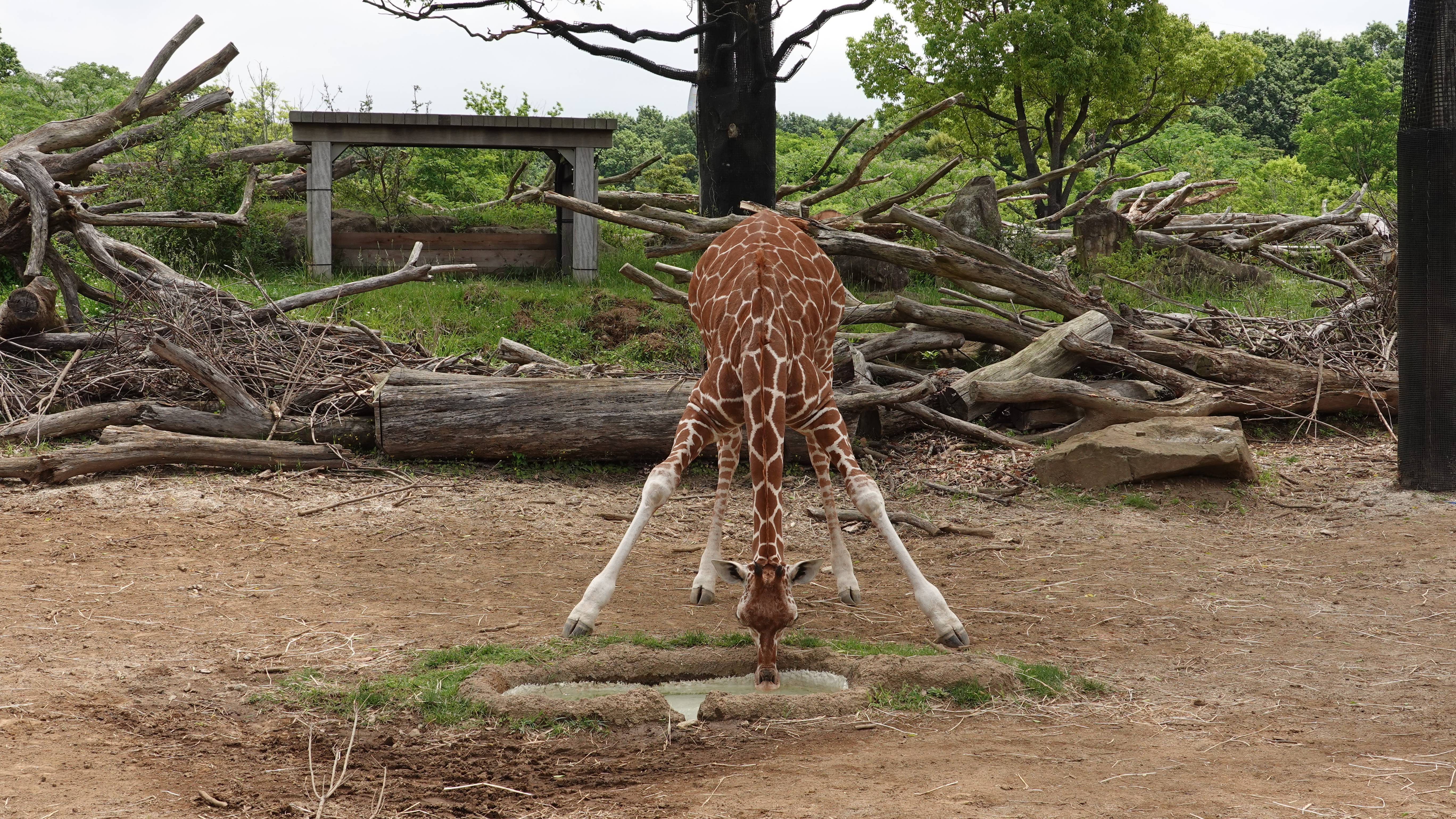 キリン アフリカのサバンナ 動物紹介 よこはま動物園ズーラシア公式サイト 公益財団法人 横浜市緑の協会 キリン アフリカのサバンナ 動物紹介 よこはま動物園ズーラシア公式サイト 公益財団法人 横浜市緑の協会