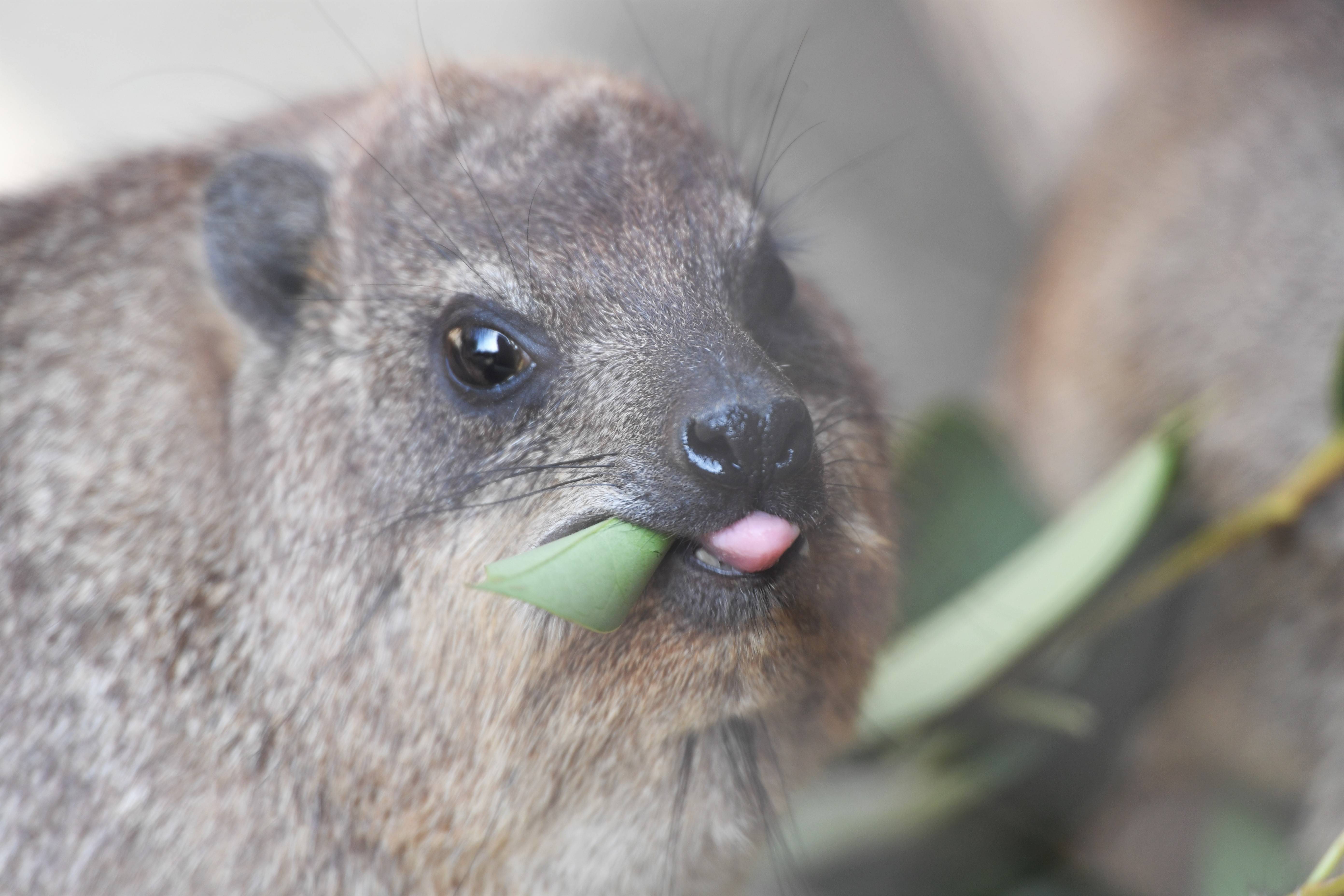 ケープハイラックス アフリカのサバンナ 動物紹介 よこはま動物園ズーラシア公式サイト 公益財団法人 横浜市緑の協会 ケープハイラックス アフリカのサバンナ 動物紹介 よこはま動物園ズーラシア公式サイト 公益財団法人 横浜市緑の協会