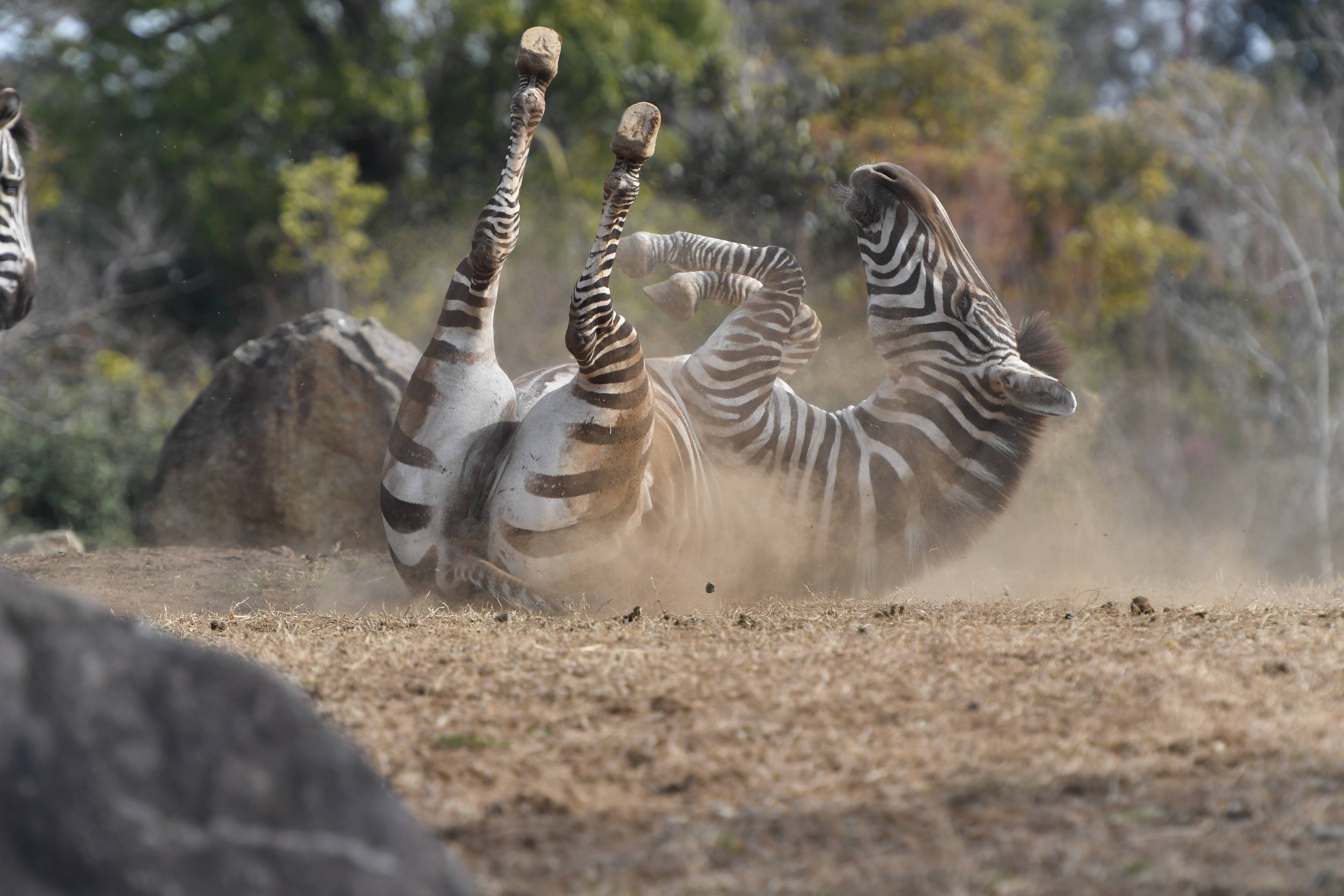 グラントシマウマ アフリカのサバンナ 動物紹介 よこはま動物園ズーラシア公式サイト 公益財団法人 横浜市緑の協会 グラントシマウマ アフリカのサバンナ 動物紹介 よこはま動物園ズーラシア公式サイト 公益財団法人 横浜市緑の協会