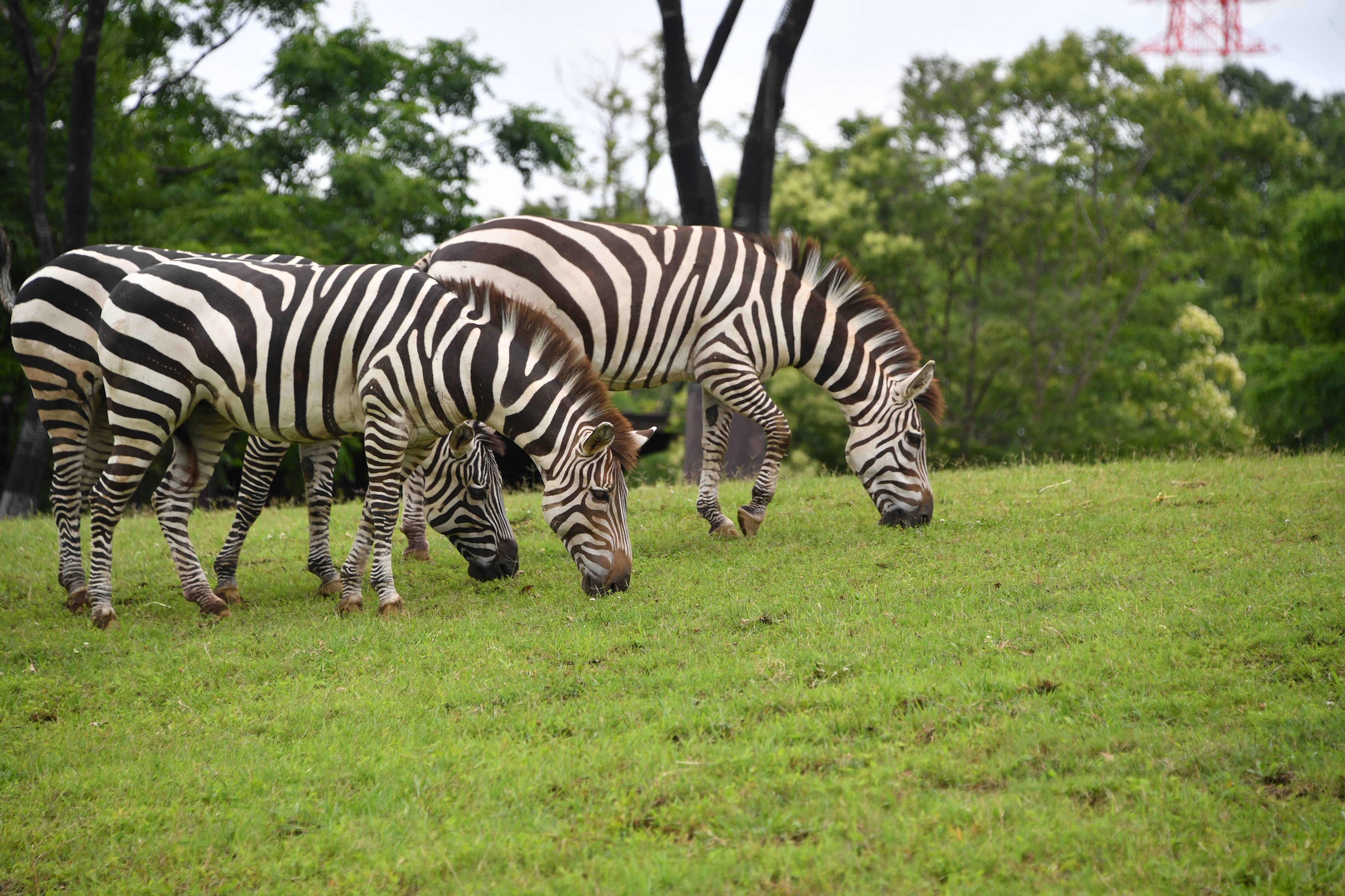 グラントシマウマ アフリカのサバンナ 動物紹介 よこはま動物園ズーラシア公式サイト 公益財団法人 横浜市緑の協会