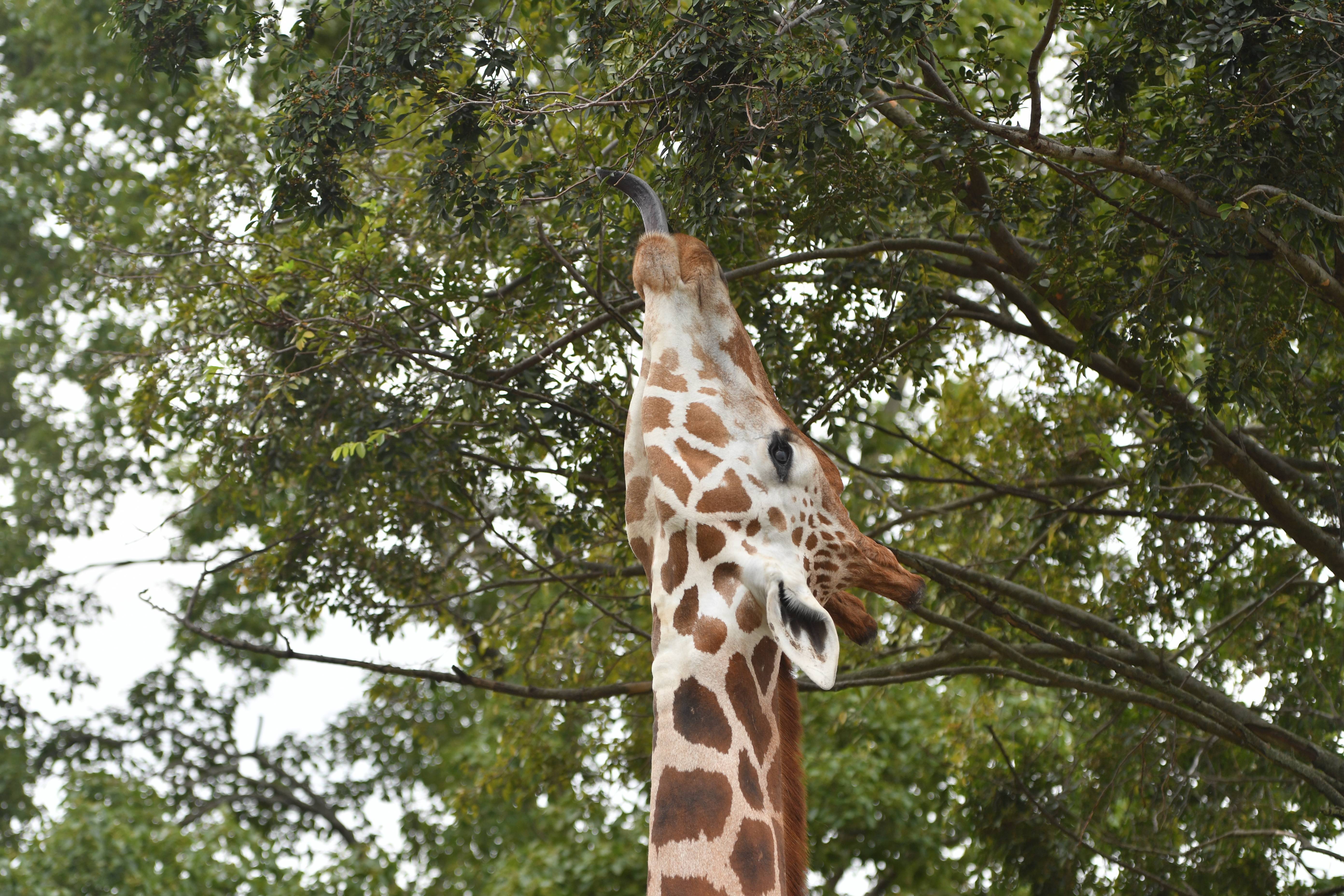 キリン アフリカのサバンナ 動物紹介 よこはま動物園ズーラシア公式サイト 公益財団法人 横浜市緑の協会