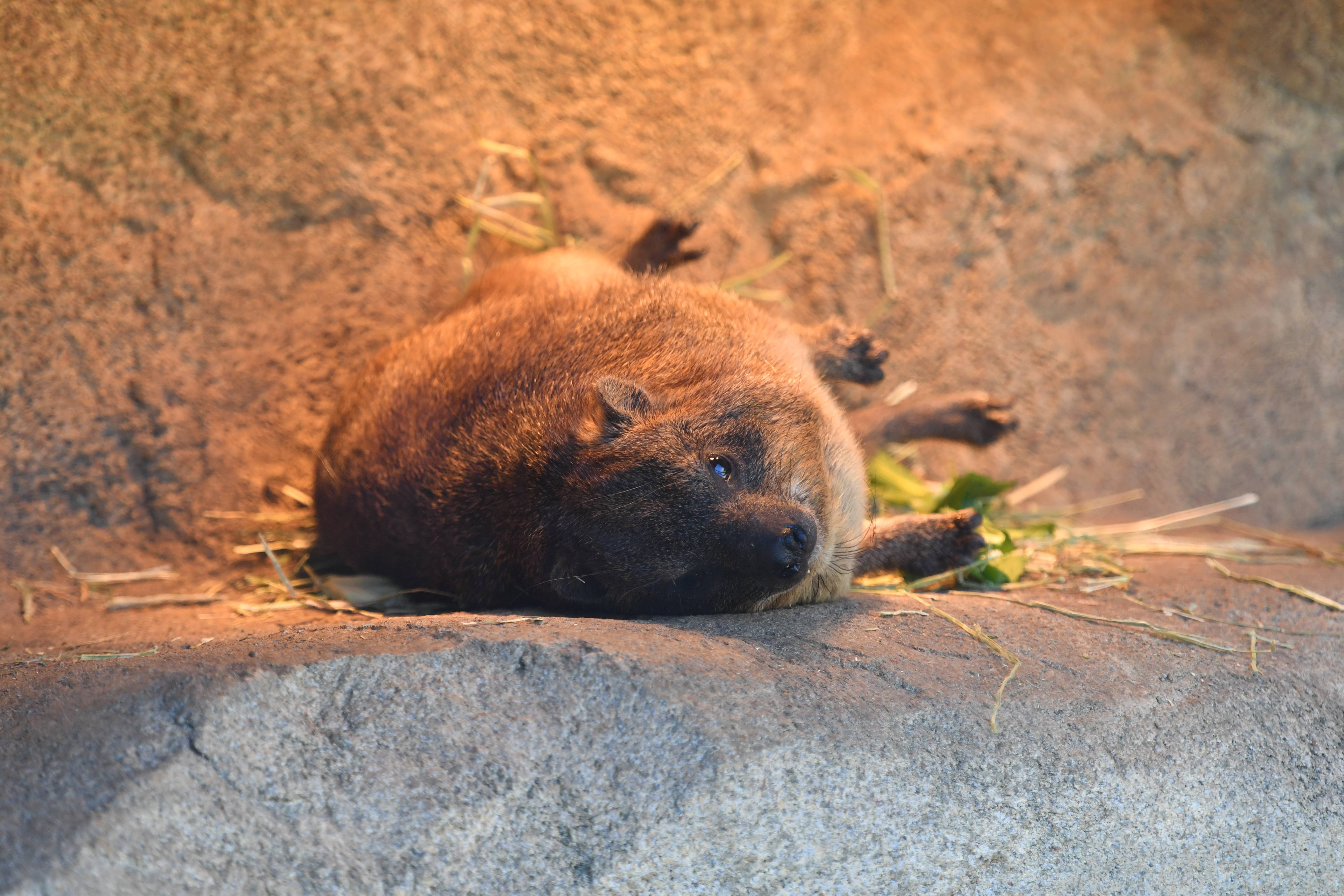 ケープハイラックス アフリカのサバンナ 動物紹介 よこはま動物園ズーラシア公式サイト 公益財団法人 横浜市緑の協会
