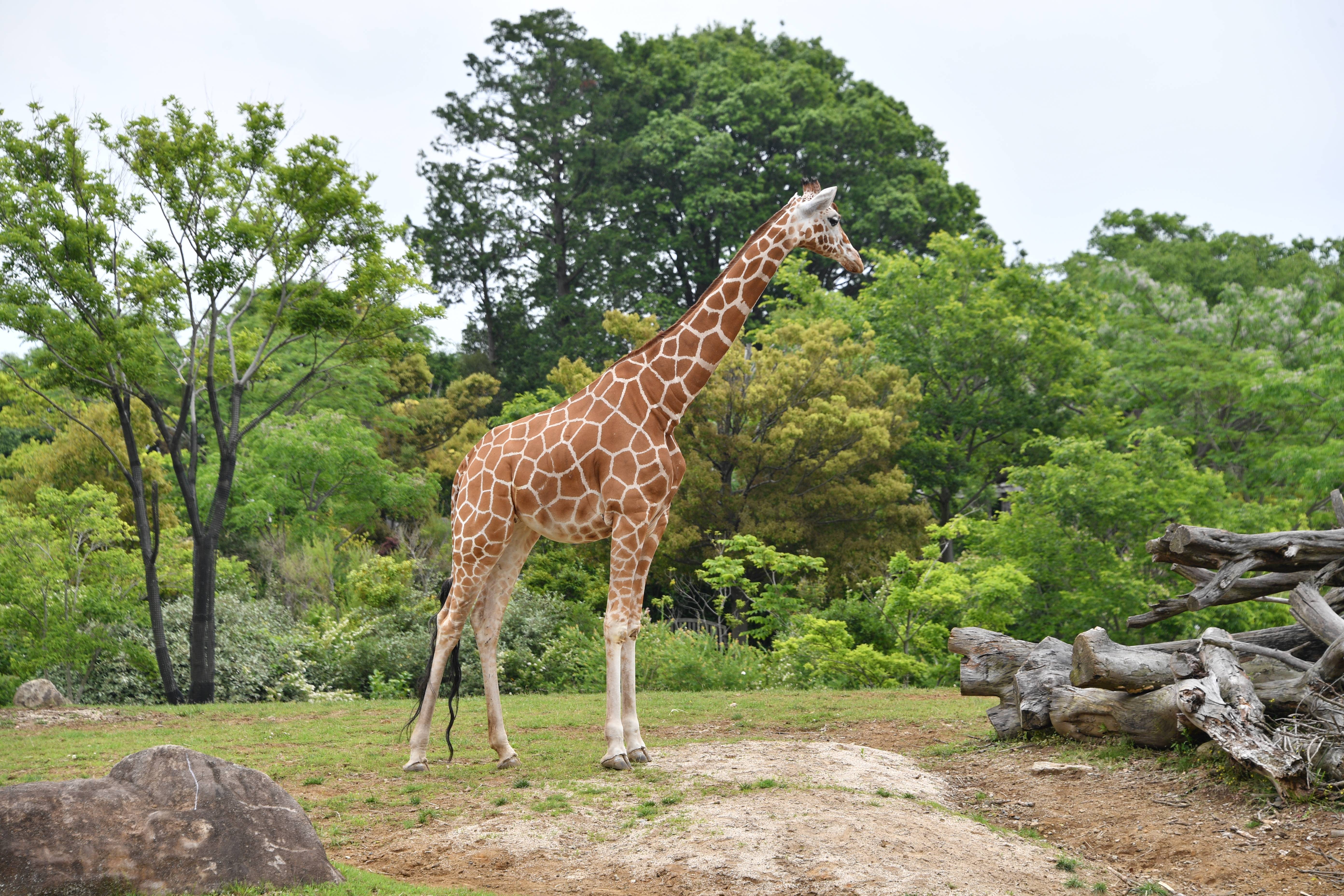 キリン アフリカのサバンナ 動物紹介 よこはま動物園ズーラシア公式サイト 公益財団法人 横浜市緑の協会