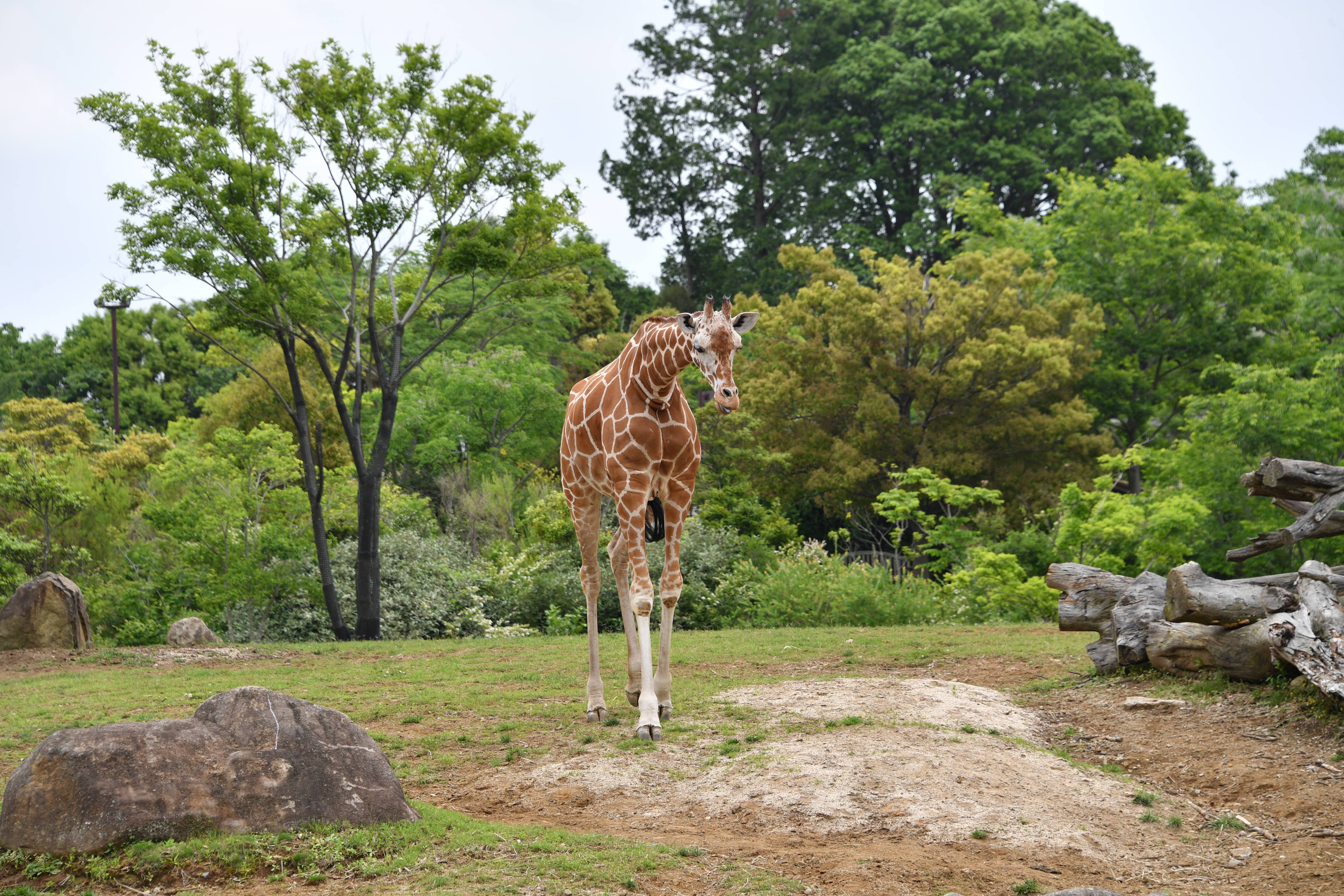 キリン アフリカのサバンナ 動物紹介 よこはま動物園ズーラシア公式サイト 公益財団法人 横浜市緑の協会