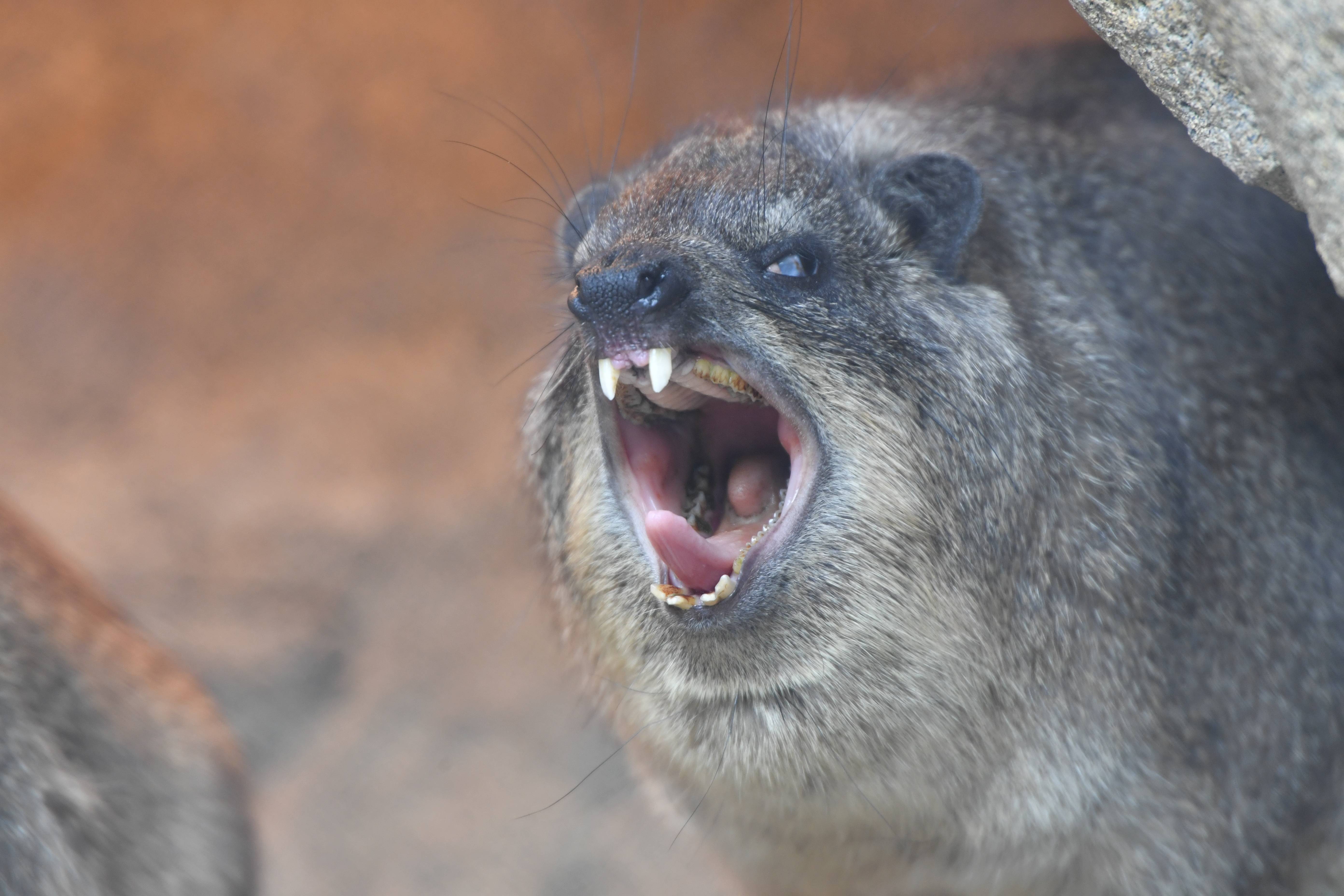 ケープハイラックス アフリカのサバンナ 動物紹介 よこはま動物園ズーラシア公式サイト 公益財団法人 横浜市緑の協会