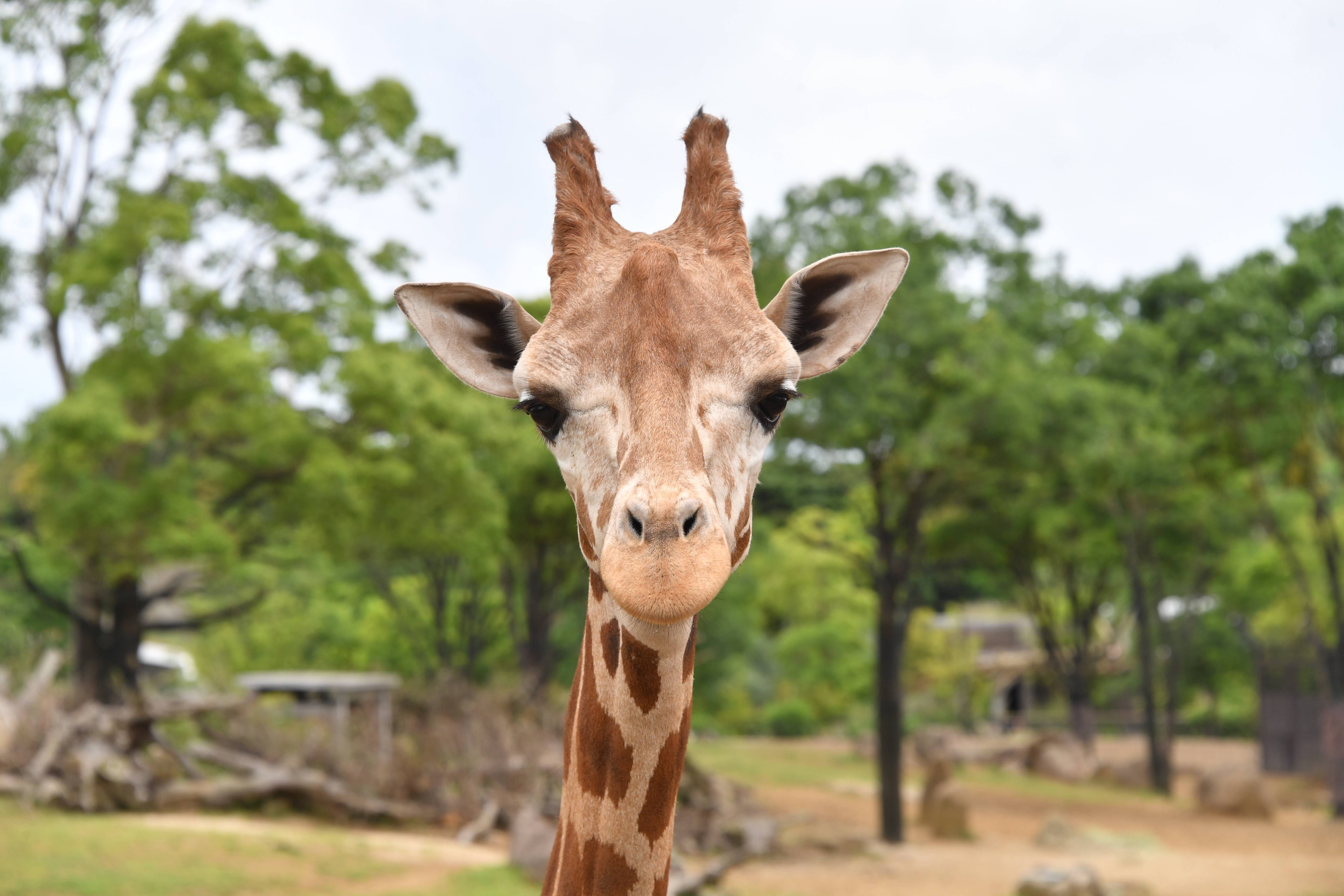 キリン アフリカのサバンナ 動物紹介 よこはま動物園ズーラシア公式サイト 公益財団法人 横浜市緑の協会