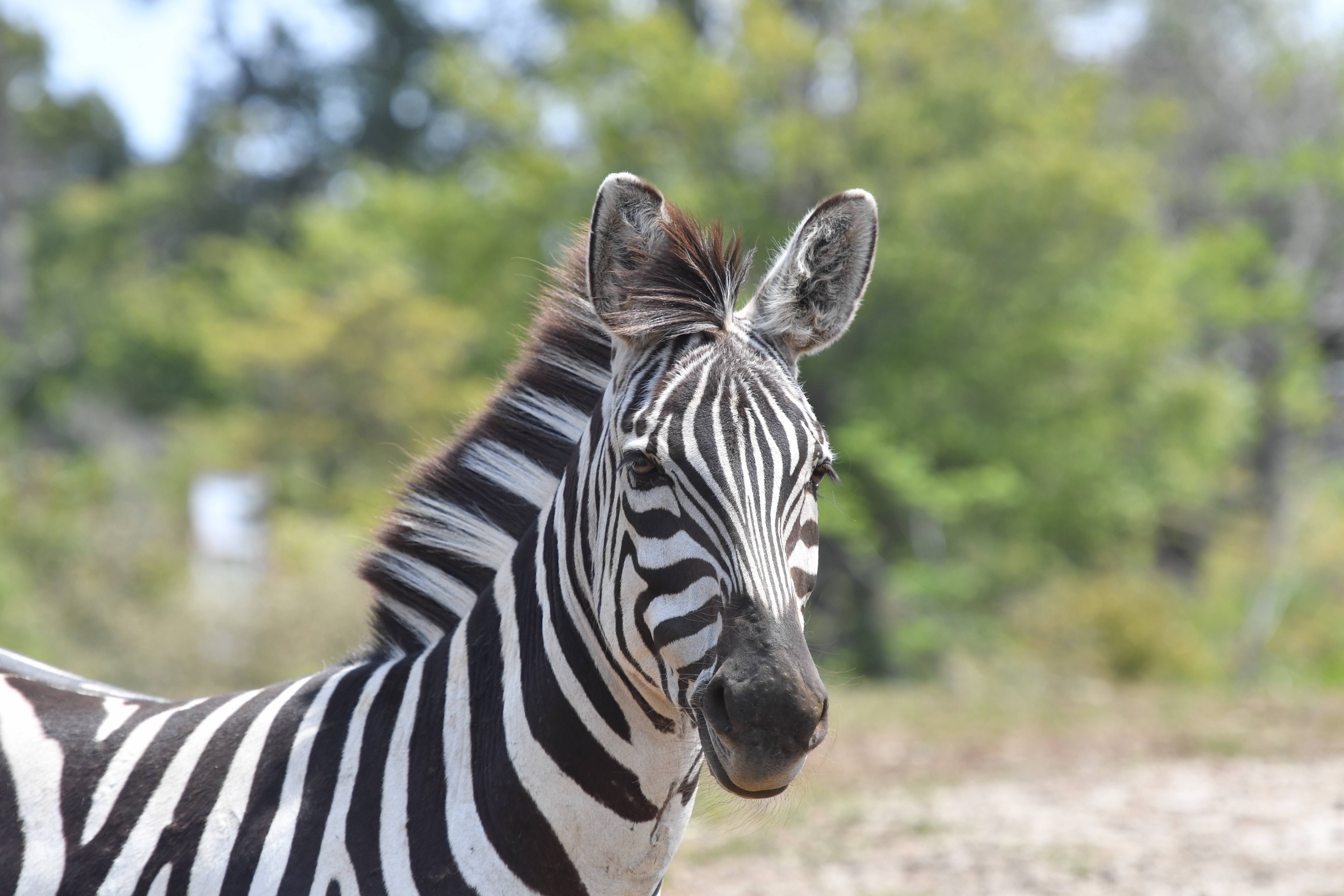 グラントシマウマ アフリカのサバンナ 動物紹介 よこはま動物園ズーラシア公式サイト 公益財団法人 横浜市緑の協会