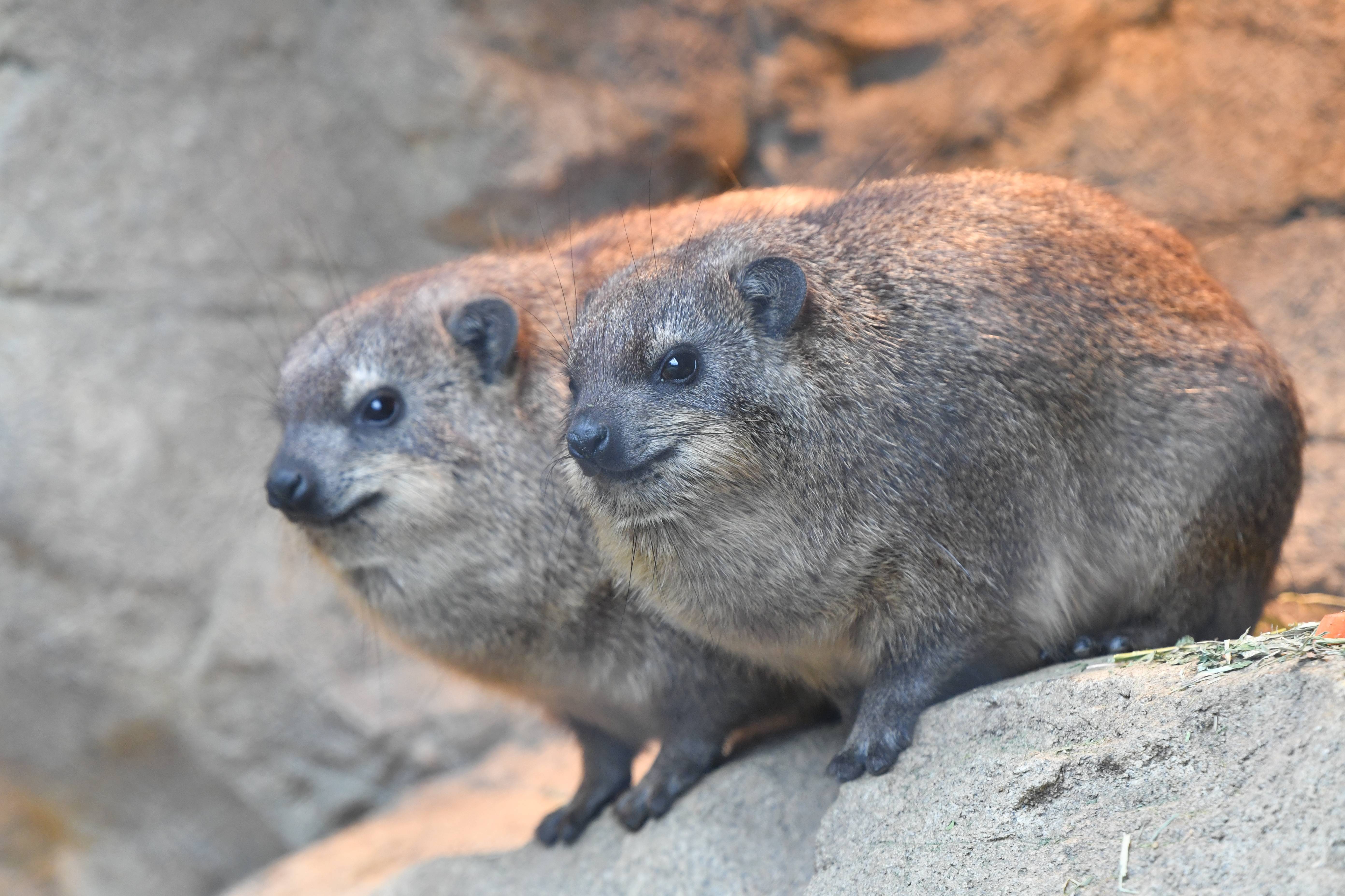 ケープハイラックス アフリカのサバンナ 動物紹介 よこはま動物園ズーラシア公式サイト 公益財団法人 横浜市緑の協会 ケープハイラックス アフリカのサバンナ 動物紹介 よこはま動物園ズーラシア公式サイト 公益財団法人 横浜市緑の協会