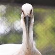 コウノトリ