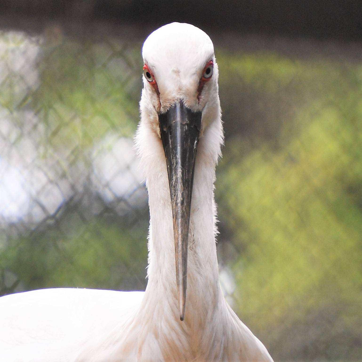 くちばしのおれたコウノトリ コウノトリ : 野口洪志の野鳥日記