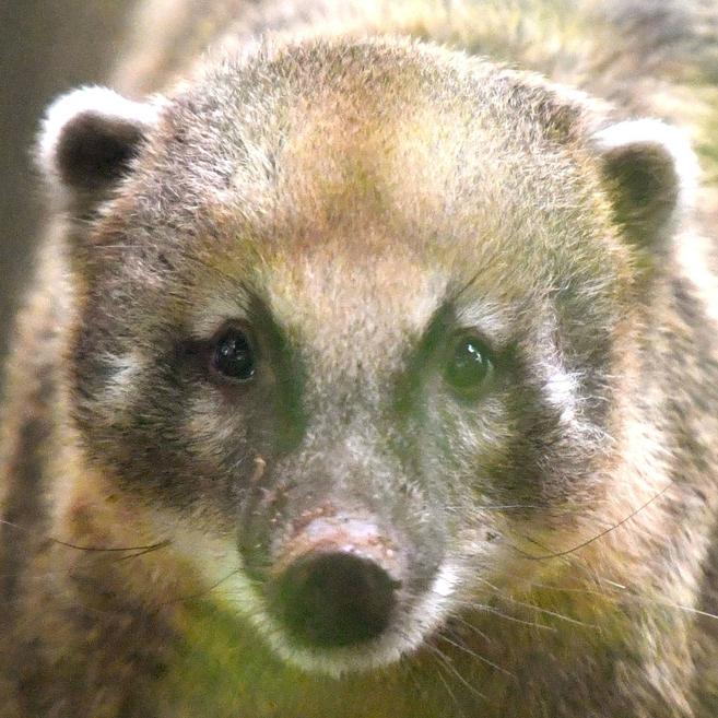 アカハナグマ アマゾンの密林 動物紹介 よこはま動物園ズーラシア公式サイト 公益財団法人 横浜市緑の協会