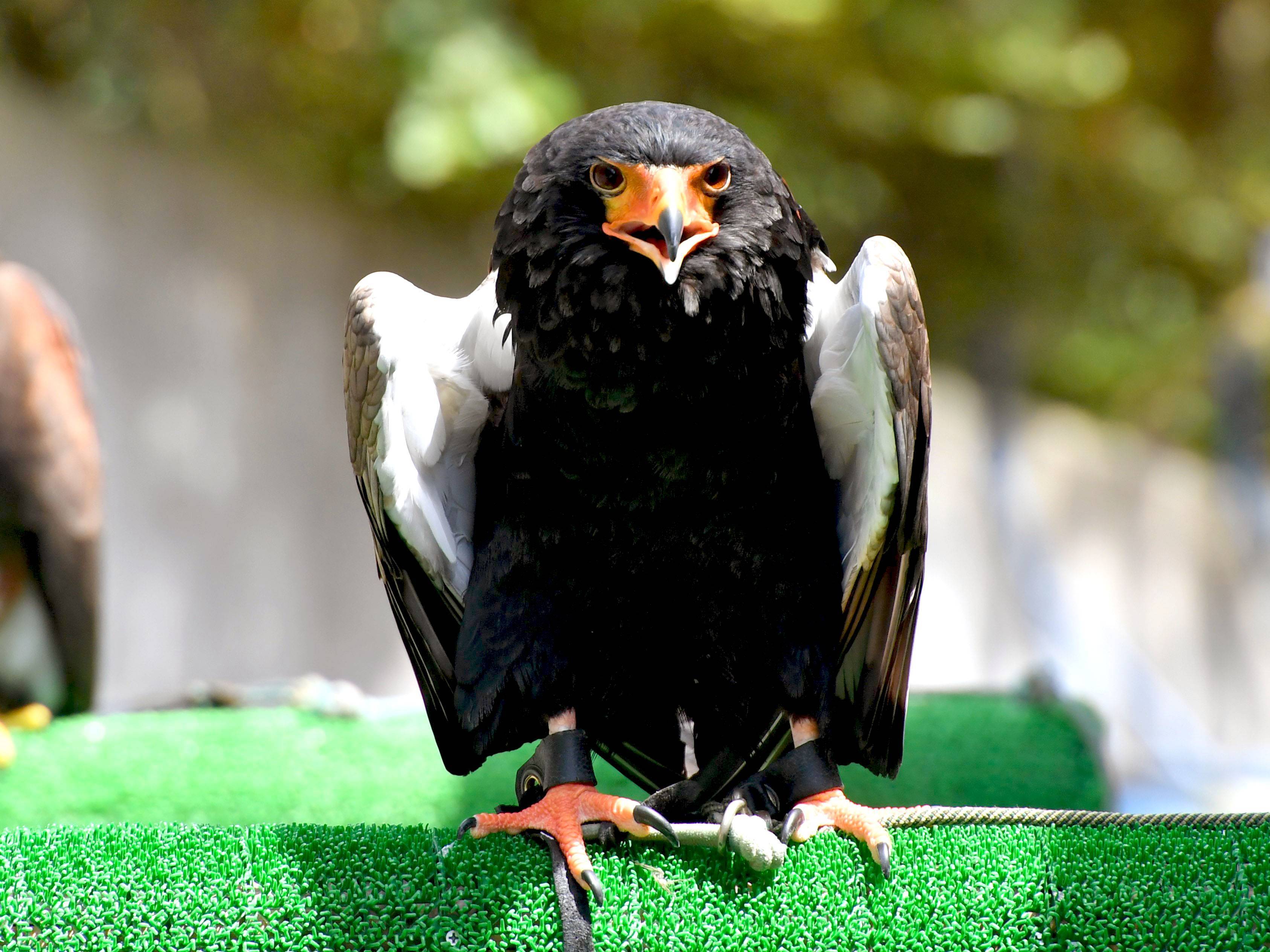 ダルマワシ アフリカのサバンナ 動物紹介 よこはま動物園ズーラシア公式サイト 公益財団法人 横浜市緑の協会