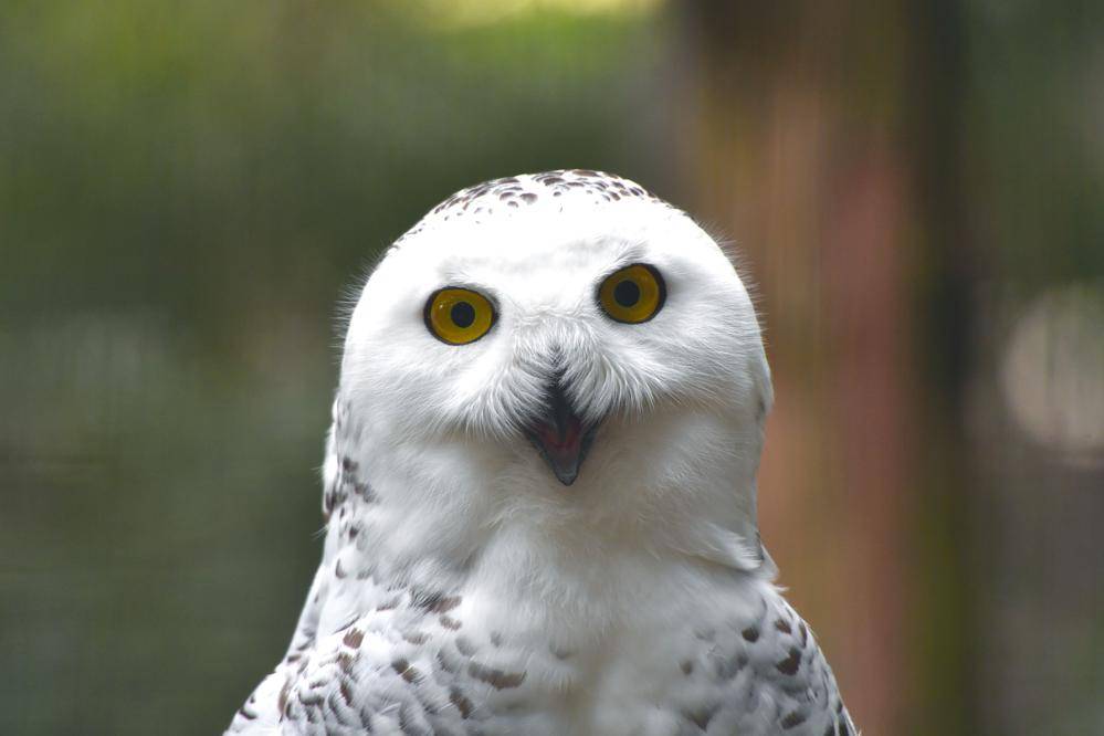 シロフクロウ 亜寒帯の森 動物紹介 よこはま動物園ズーラシア公式サイト 公益財団法人 横浜市緑の協会