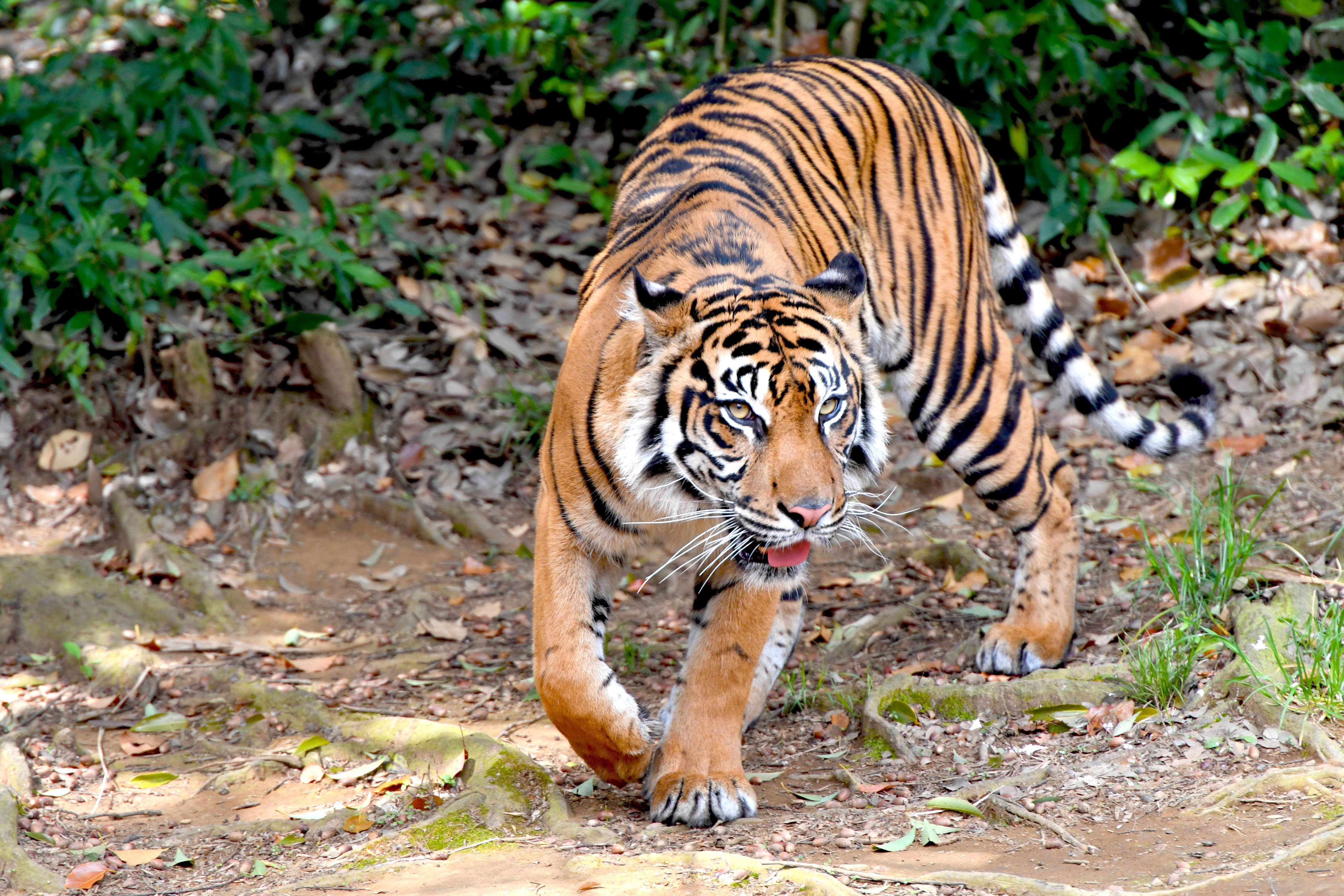 スマトラトラ|アジアの熱帯林|動物紹介 よこはま動物園ズーラシア公式 ...