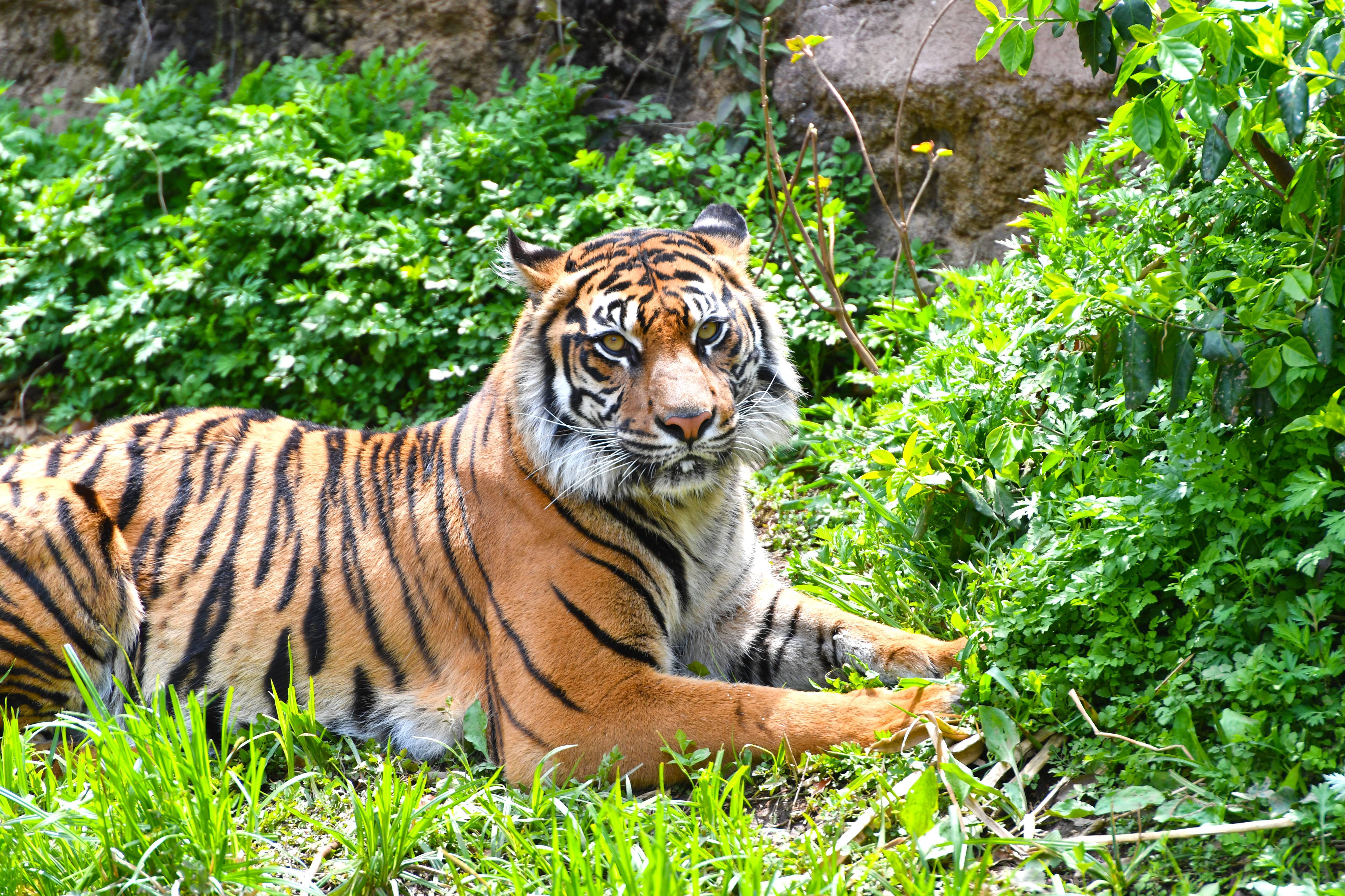 スマトラトラ アジアの熱帯林 動物紹介 よこはま動物園ズーラシア公式サイト 公益財団法人 横浜市緑の協会