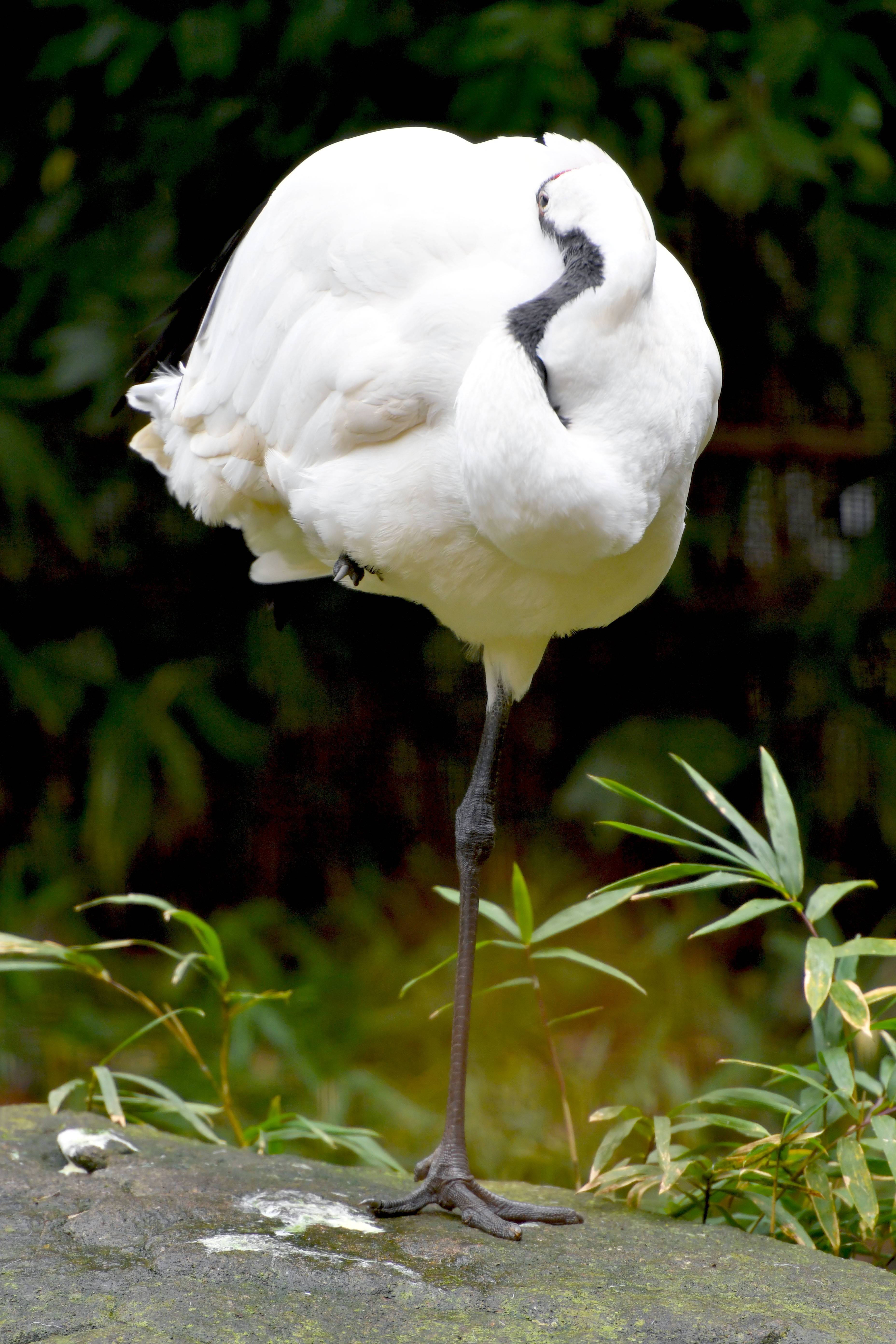 タンチョウ 日本の山里 動物紹介 よこはま動物園ズーラシア公式サイト 公益財団法人 横浜市緑の協会 タンチョウ 日本の山里 動物紹介 よこはま動物園ズーラシア公式サイト 公益財団法人 横浜市緑の協会