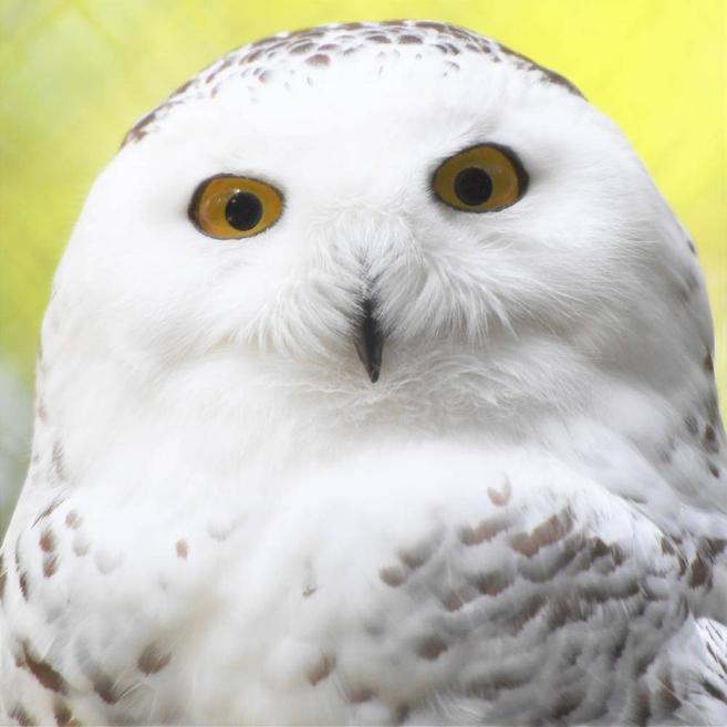 シロフクロウ 亜寒帯の森 動物紹介 よこはま動物園ズーラシア公式サイト 公益財団法人 横浜市緑の協会
