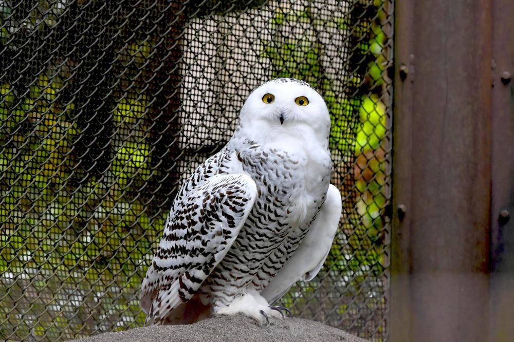 シロフクロウ 亜寒帯の森 動物紹介 よこはま動物園ズーラシア公式サイト 公益財団法人 横浜市緑の協会