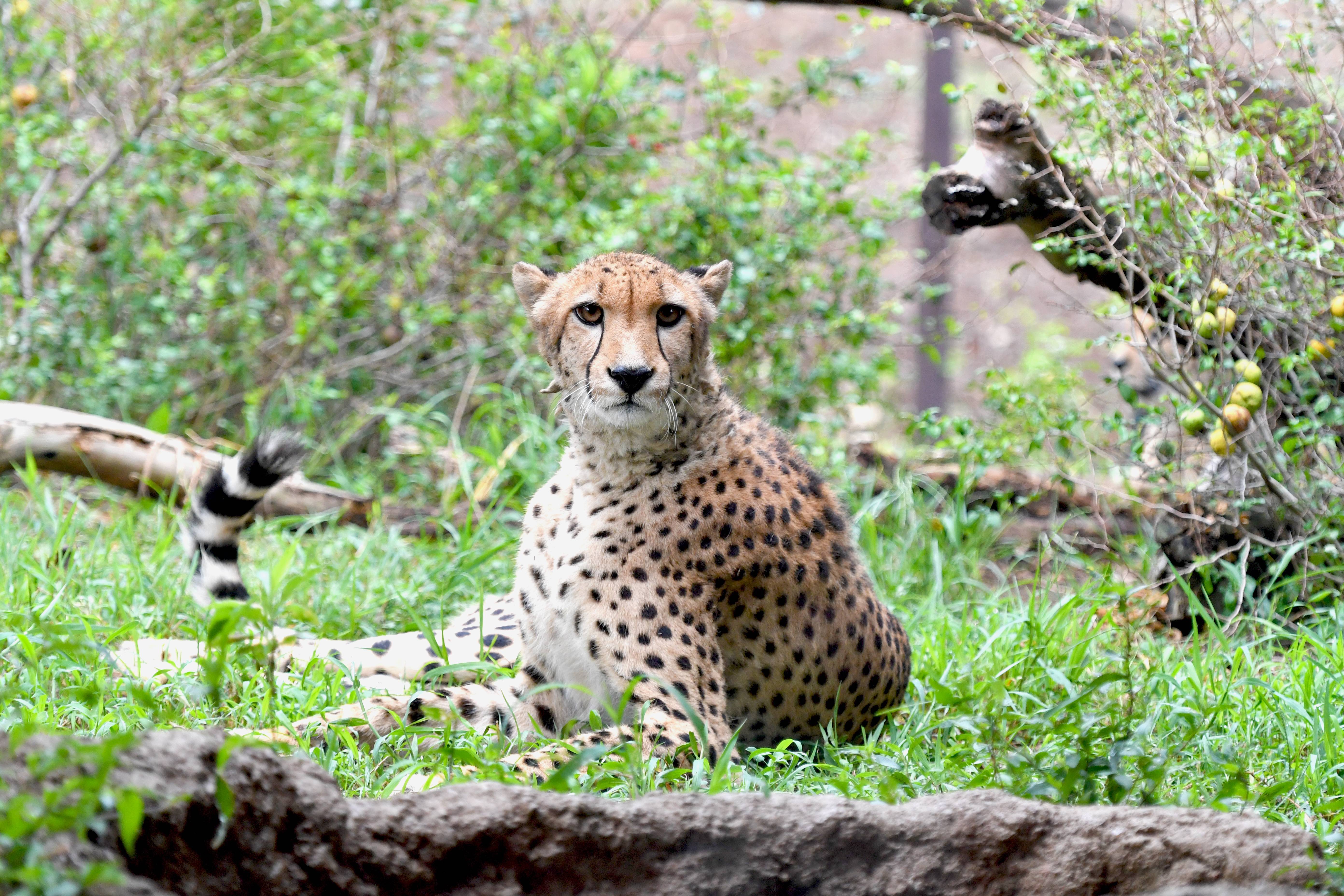 チーター アフリカのサバンナ 動物紹介 よこはま動物園ズーラシア公式サイト 公益財団法人 横浜市緑の協会