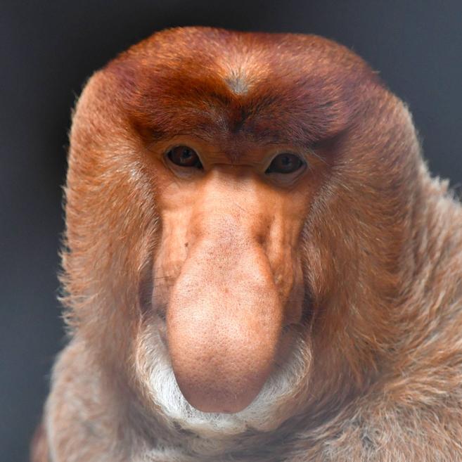 テングザル 中央アジアの高地 動物紹介 よこはま動物園ズーラシア公式サイト 公益財団法人 横浜市緑の協会