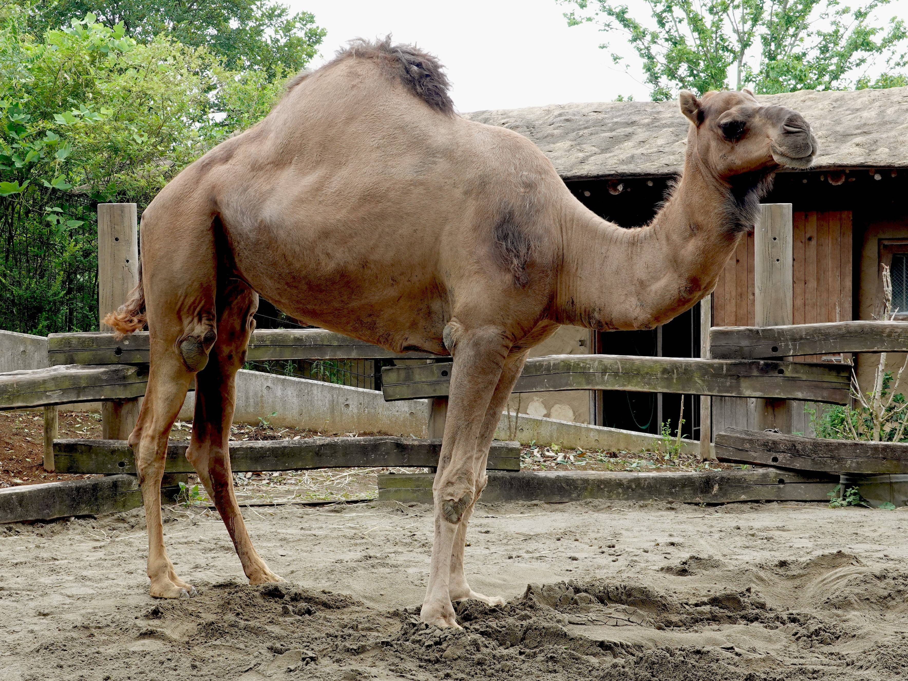 ヒトコブラクダ アフリカのサバンナ 動物紹介 よこはま動物園ズーラシア公式サイト 公益財団法人 横浜市緑の協会
