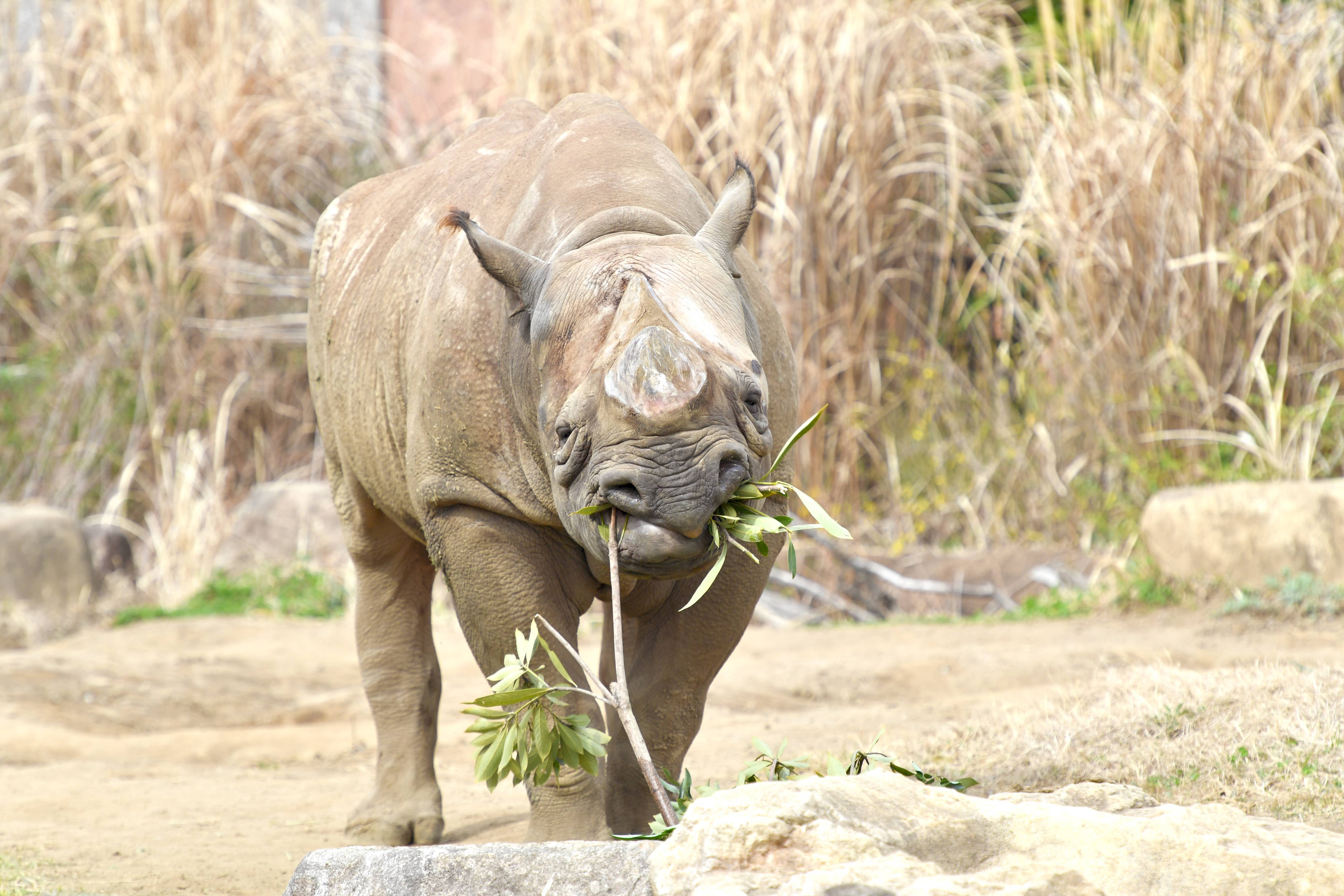 ヒガシクロサイ アフリカのサバンナ 動物紹介 よこはま動物園ズーラシア公式サイト 公益財団法人 横浜市緑の協会