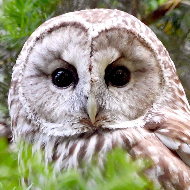 フクロウ 亜寒帯の森 動物紹介 よこはま動物園ズーラシア公式サイト 公益財団法人 横浜市緑の協会 フクロウ 亜寒帯の森 動物紹介 よこはま動物園ズーラシア公式サイト 公益財団法人 横浜市緑の協会