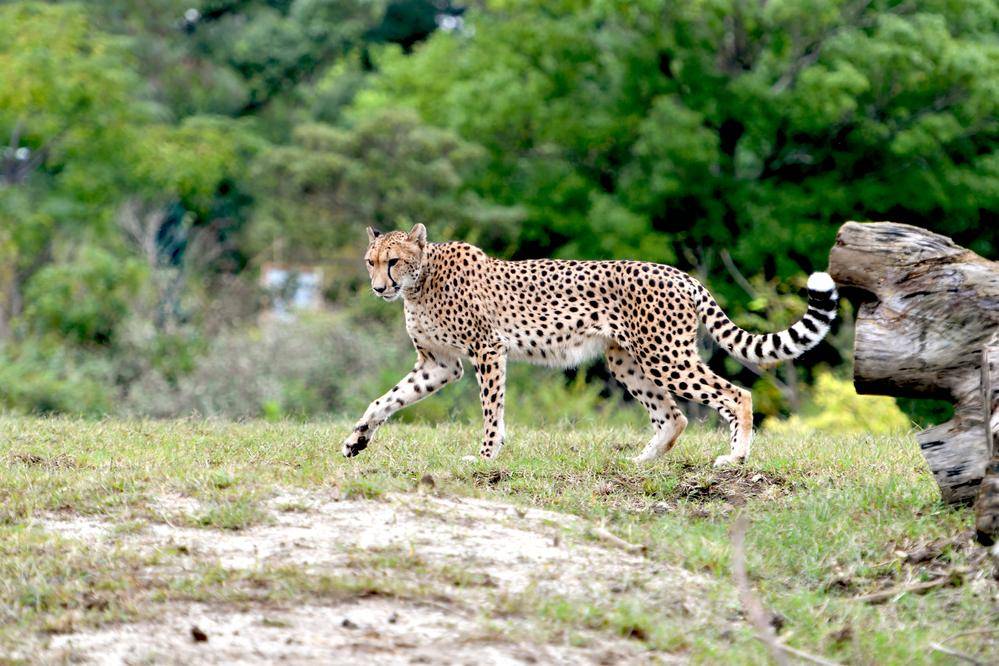 チーター アフリカのサバンナ 動物紹介 よこはま動物園ズーラシア公式サイト 公益財団法人 横浜市緑の協会