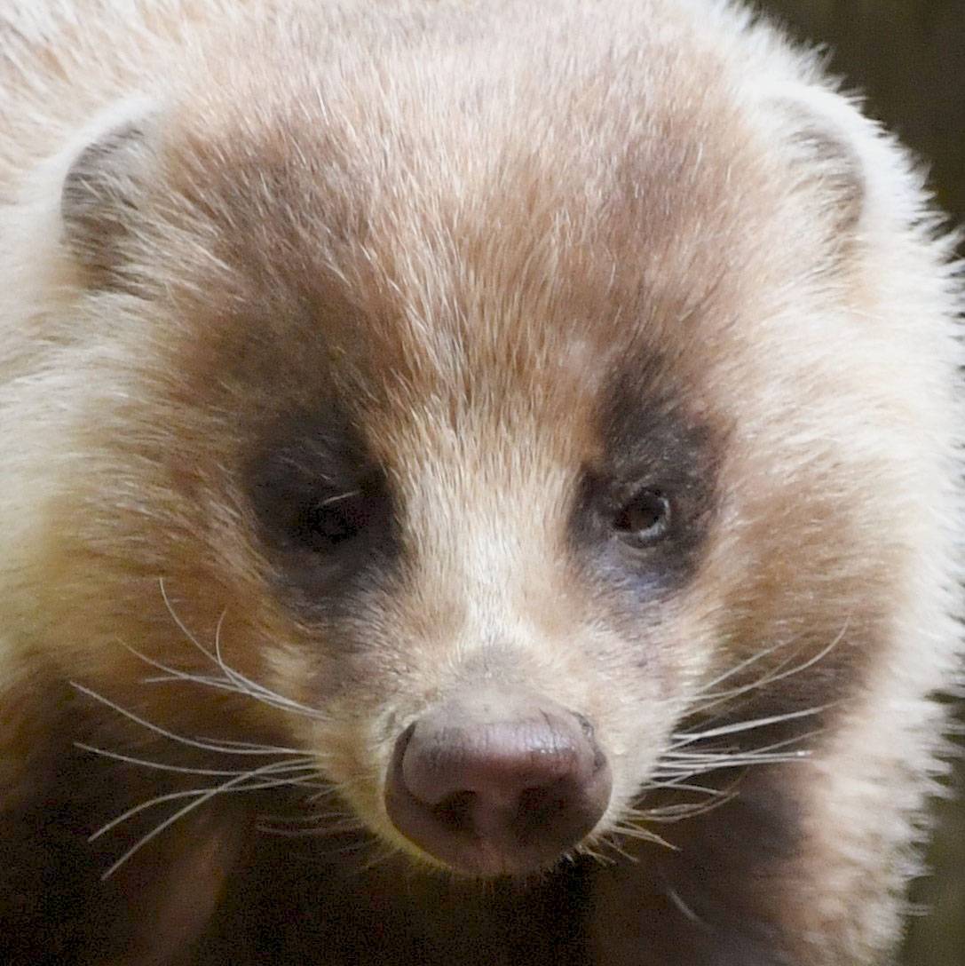ニホンアナグマ|日本の山里|動物紹介 よこはま動物園ズーラシア公式