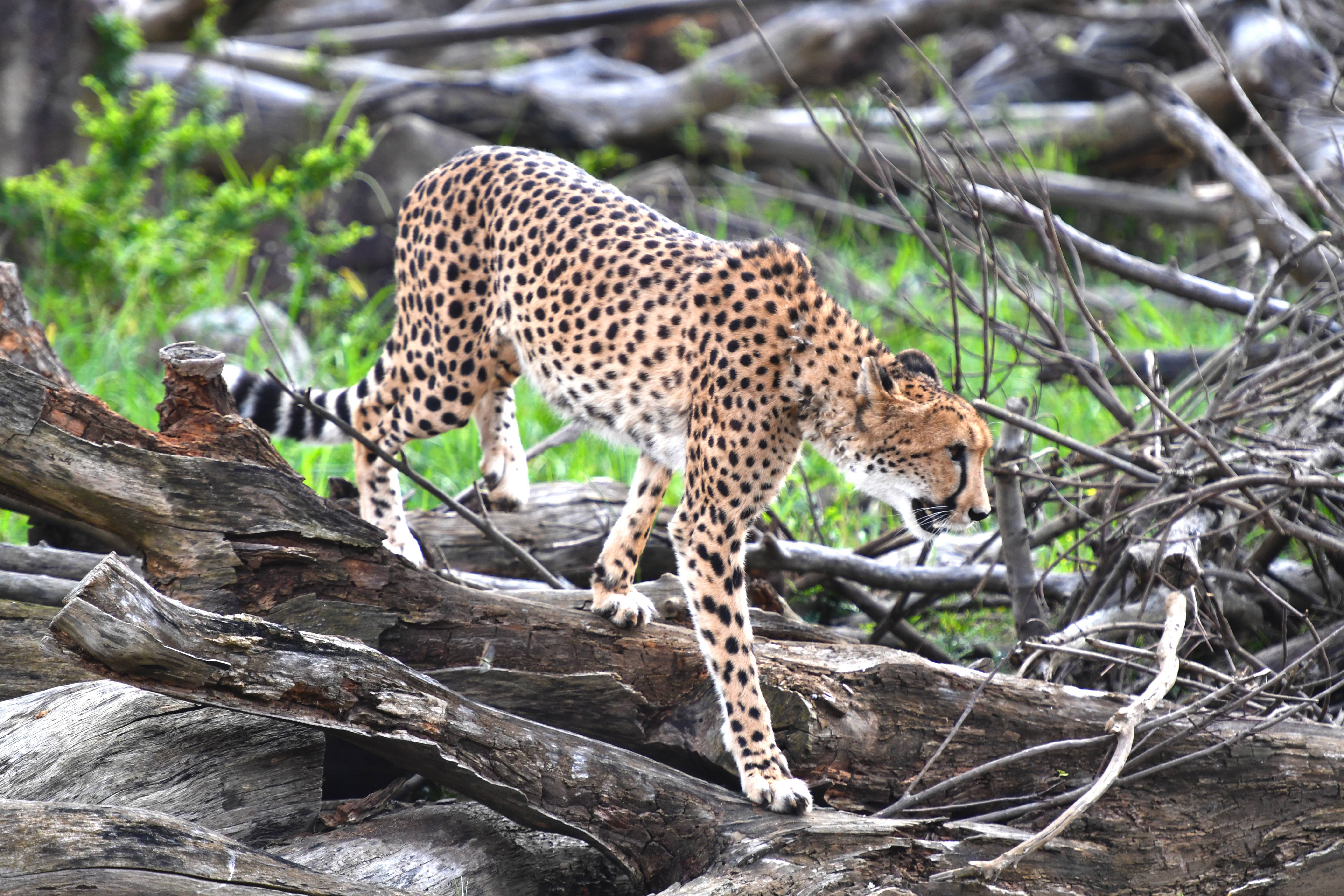 チーター アフリカのサバンナ 動物紹介 よこはま動物園ズーラシア公式サイト 公益財団法人 横浜市緑の協会