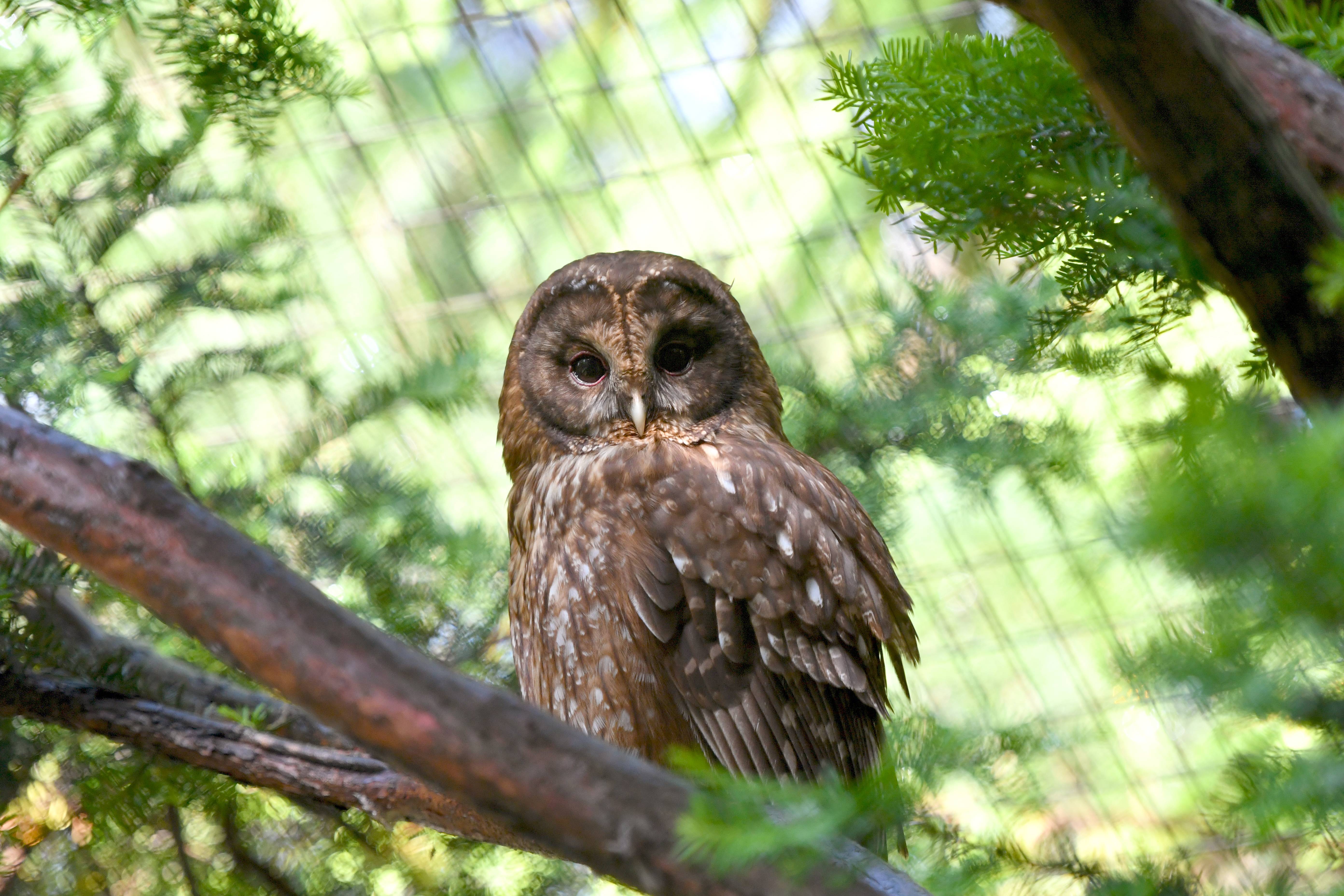 フクロウ 亜寒帯の森 動物紹介 よこはま動物園ズーラシア公式サイト 公益財団法人 横浜市緑の協会