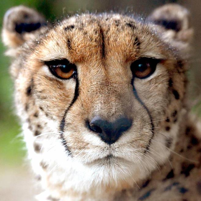 チーター アフリカのサバンナ 動物紹介 よこはま動物園ズーラシア公式サイト 公益財団法人 横浜市緑の協会 チーター アフリカのサバンナ 動物紹介 よこはま動物園ズーラシア公式サイト 公益財団法人 横浜市緑の協会