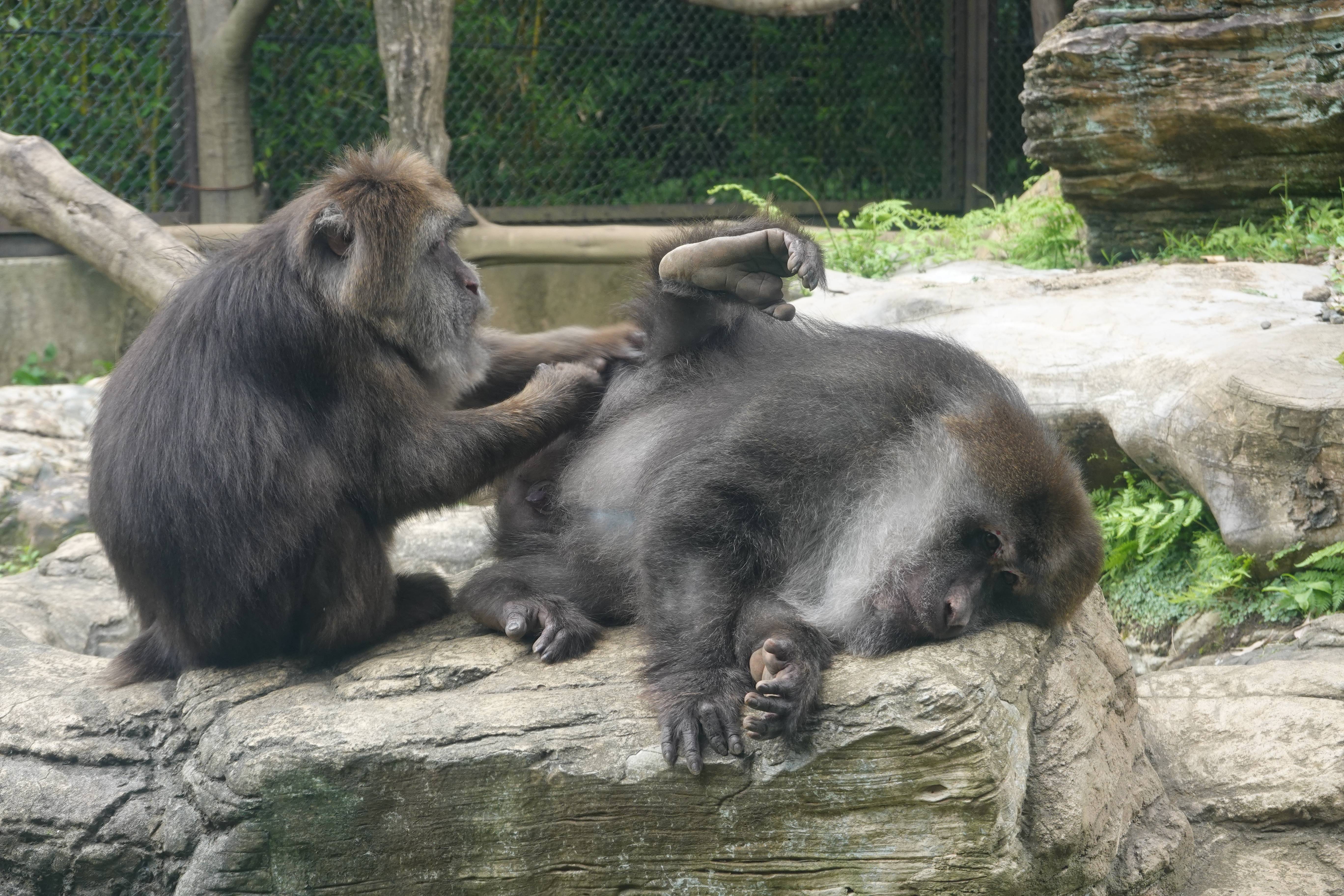 チベットモンキー 中央アジアの高地 動物紹介 よこはま動物園ズーラシア公式サイト 公益財団法人 横浜市緑の協会