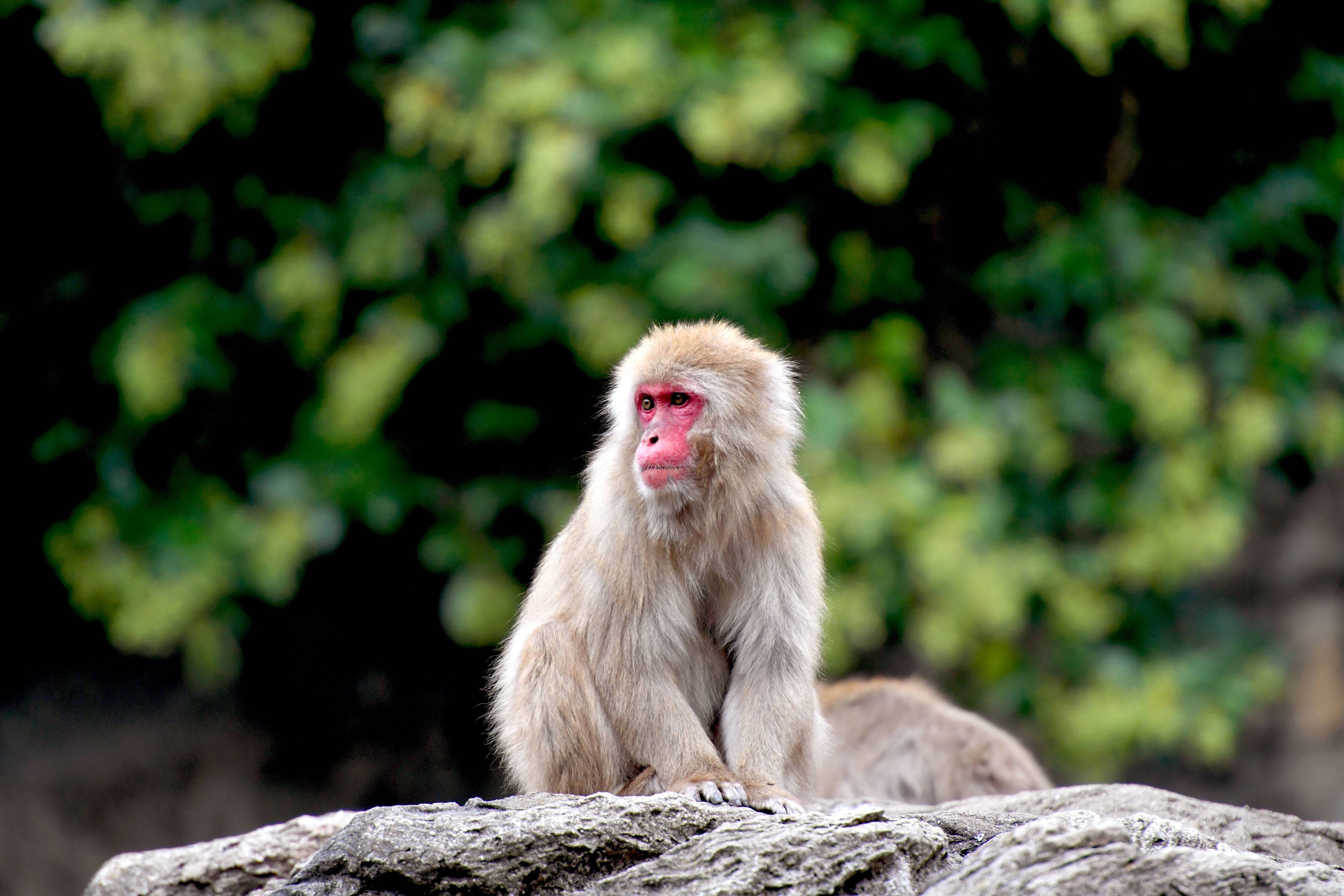 ニホンザル 日本の山里 動物紹介 よこはま動物園ズーラシア公式サイト 公益財団法人 横浜市緑の協会