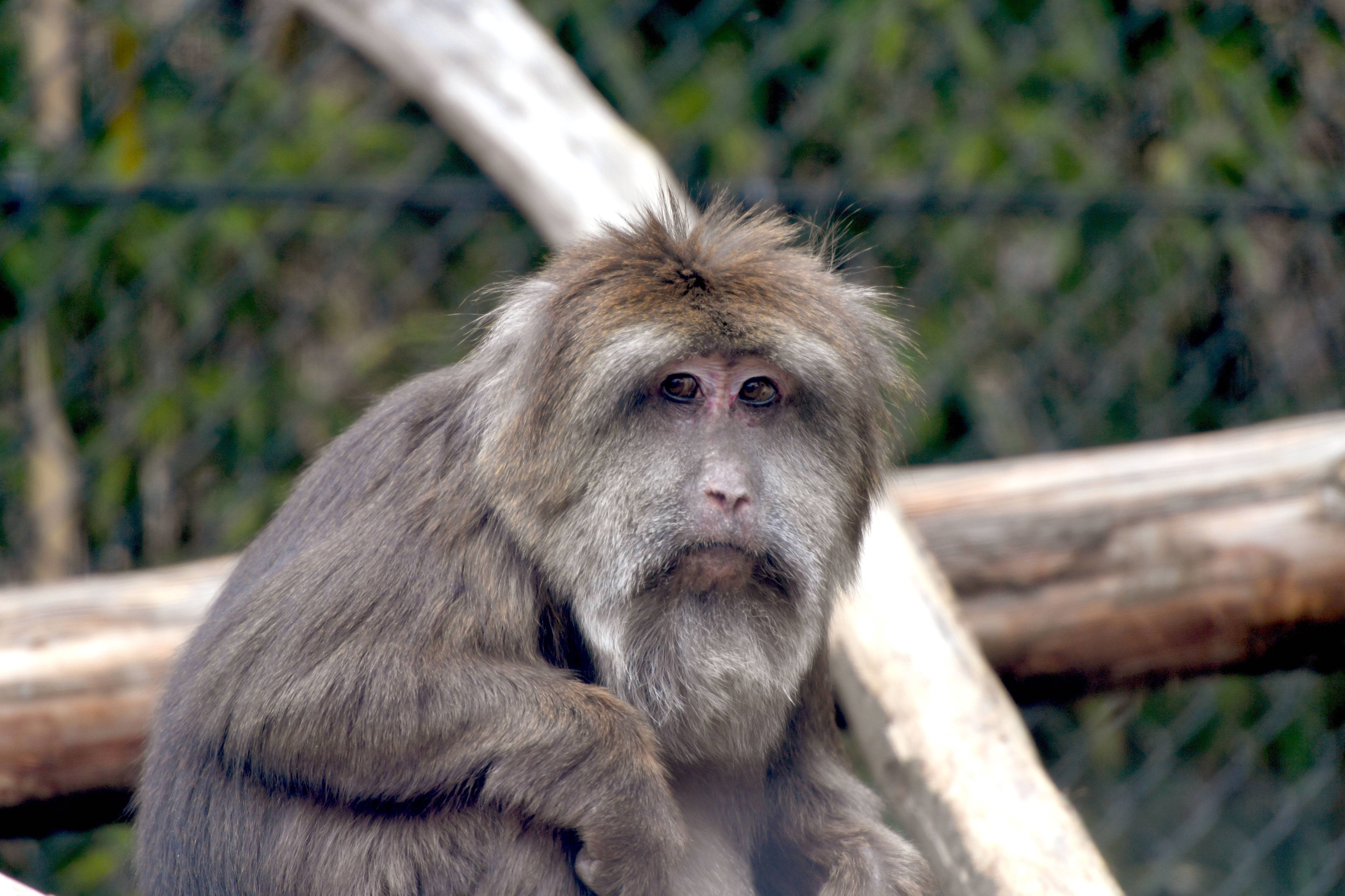 チベットモンキー 中央アジアの高地 動物紹介 よこはま動物園ズーラシア公式サイト 公益財団法人 横浜市緑の協会