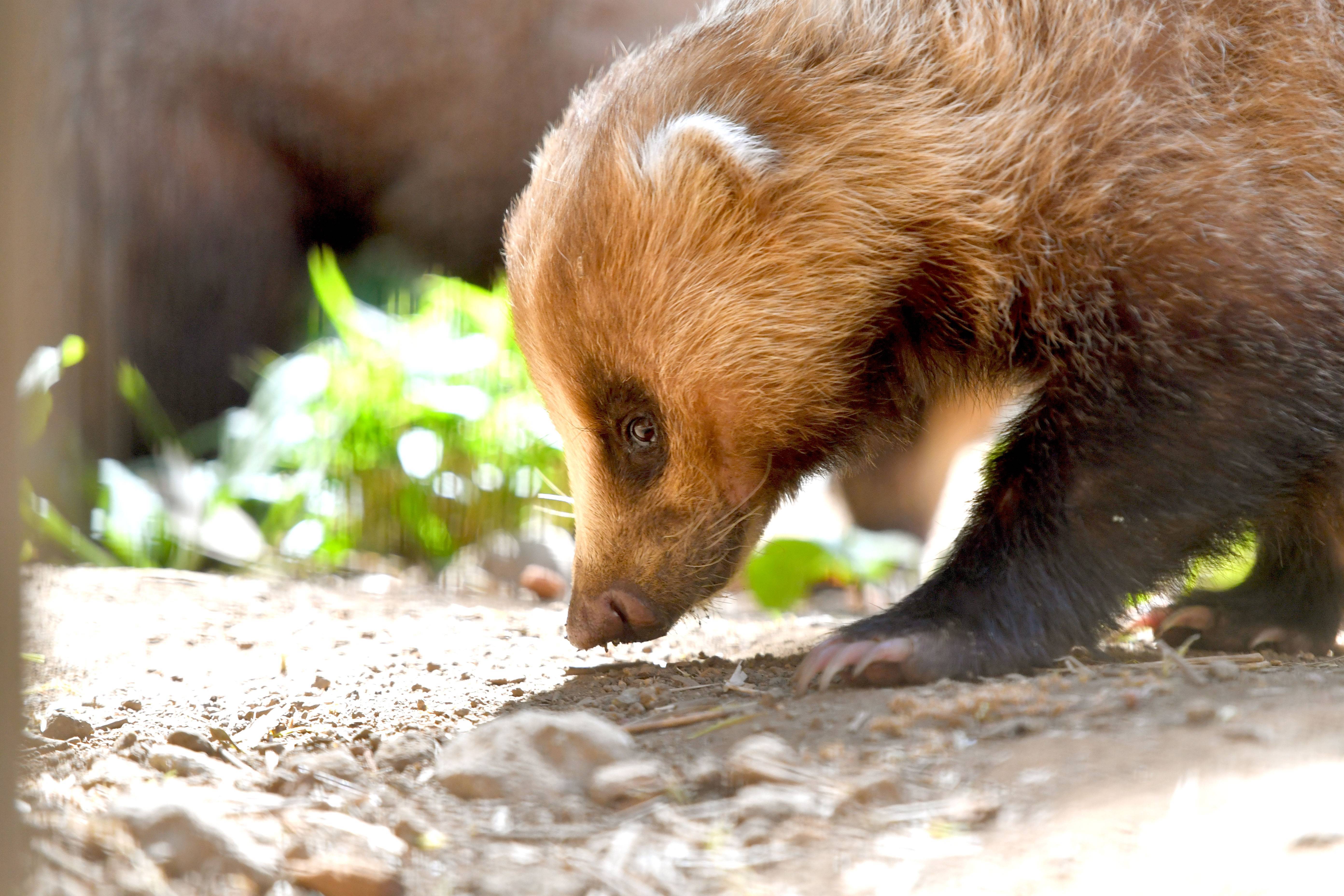 ニホンアナグマ 日本の山里 動物紹介 よこはま動物園ズーラシア公式サイト 公益財団法人 横浜市緑の協会