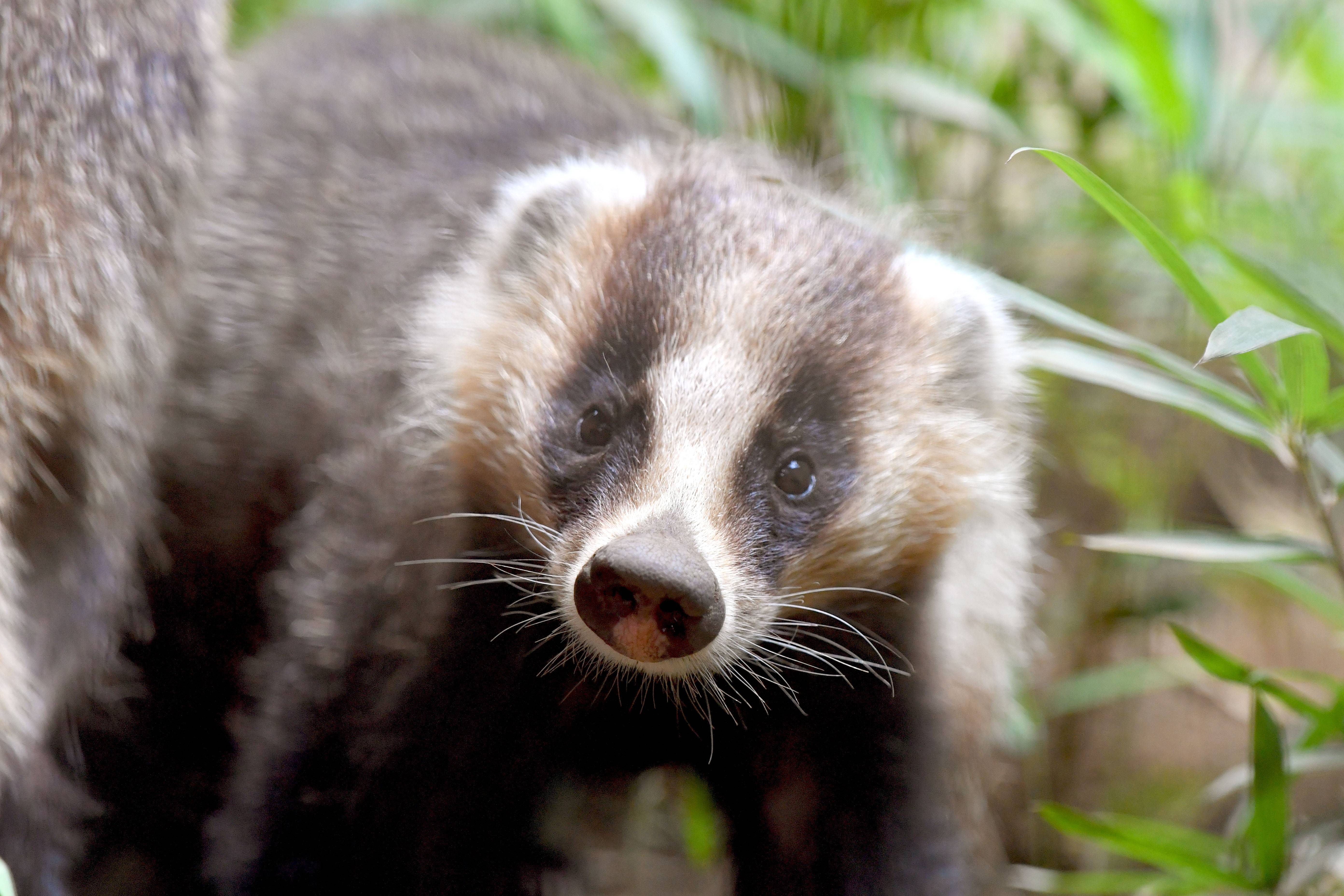 ニホンアナグマ 日本の山里 動物紹介 よこはま動物園ズーラシア公式サイト 公益財団法人 横浜市緑の協会 ニホンアナグマ 日本の山里 動物紹介 よこはま動物園ズーラシア公式サイト 公益財団法人 横浜市緑の協会