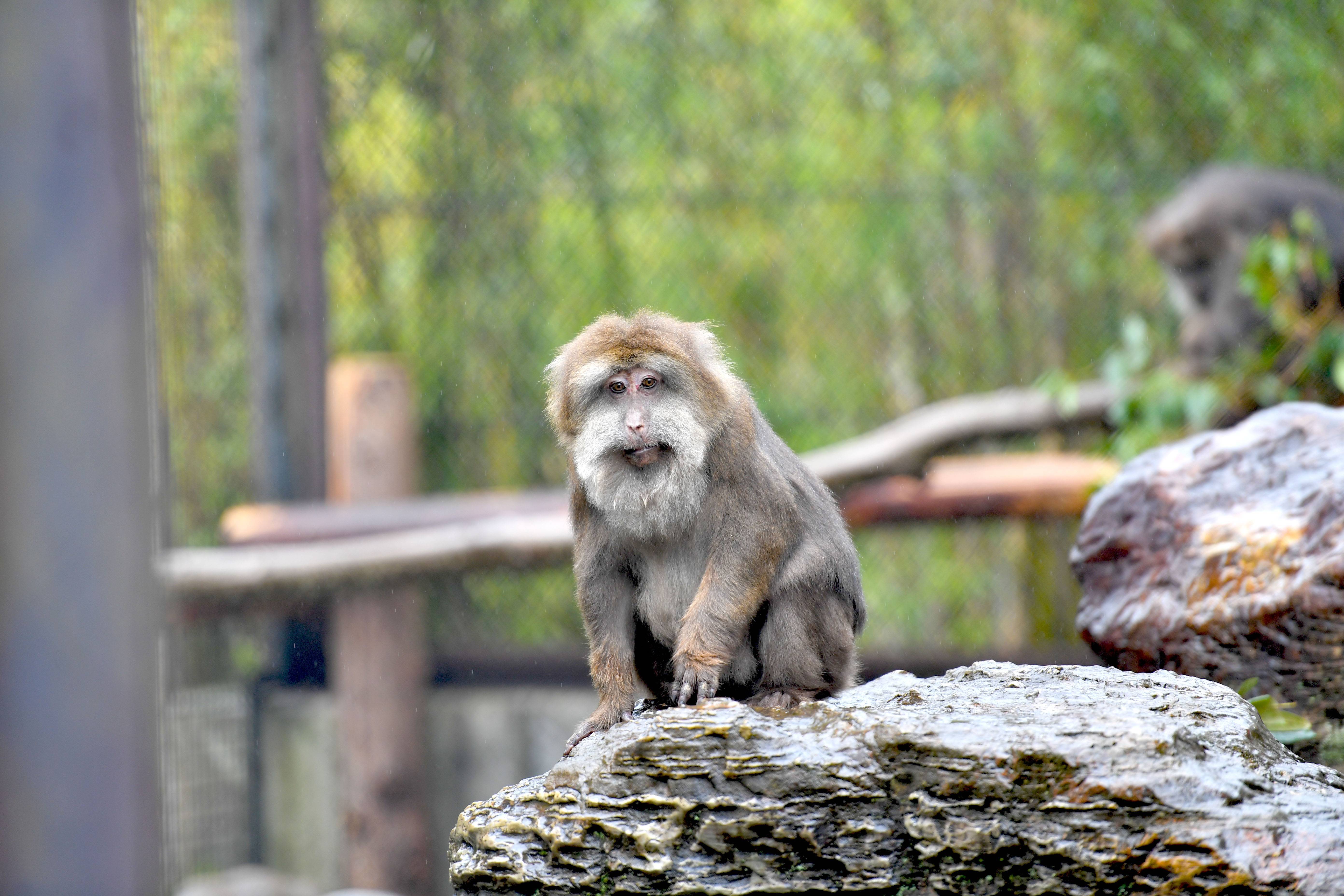 チベットモンキー 中央アジアの高地 動物紹介 よこはま動物園ズーラシア公式サイト 公益財団法人 横浜市緑の協会