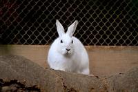 960px-Lepus_brachyurus.JPG