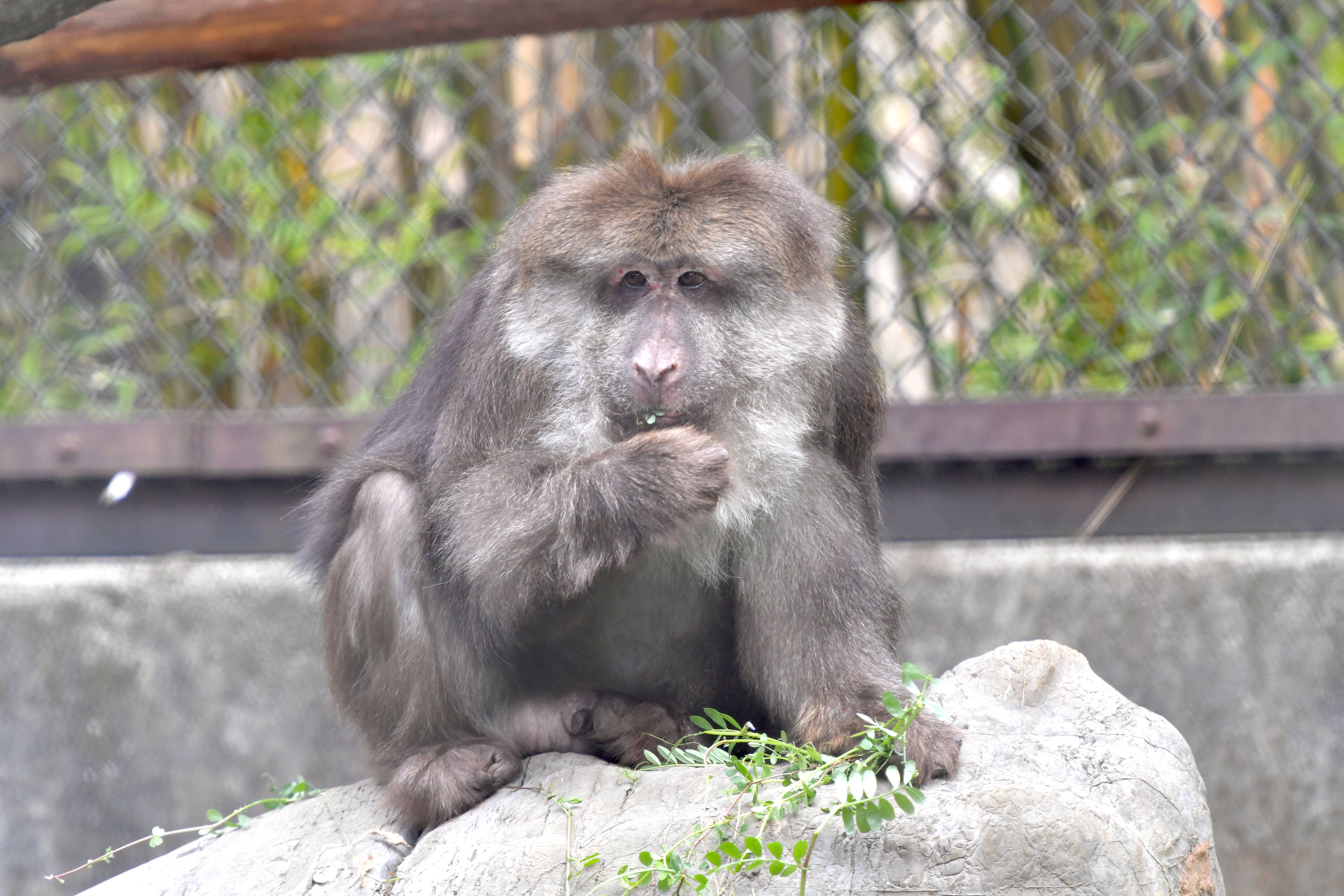 チベットモンキー 中央アジアの高地 動物紹介 よこはま動物園ズーラシア公式サイト 公益財団法人 横浜市緑の協会