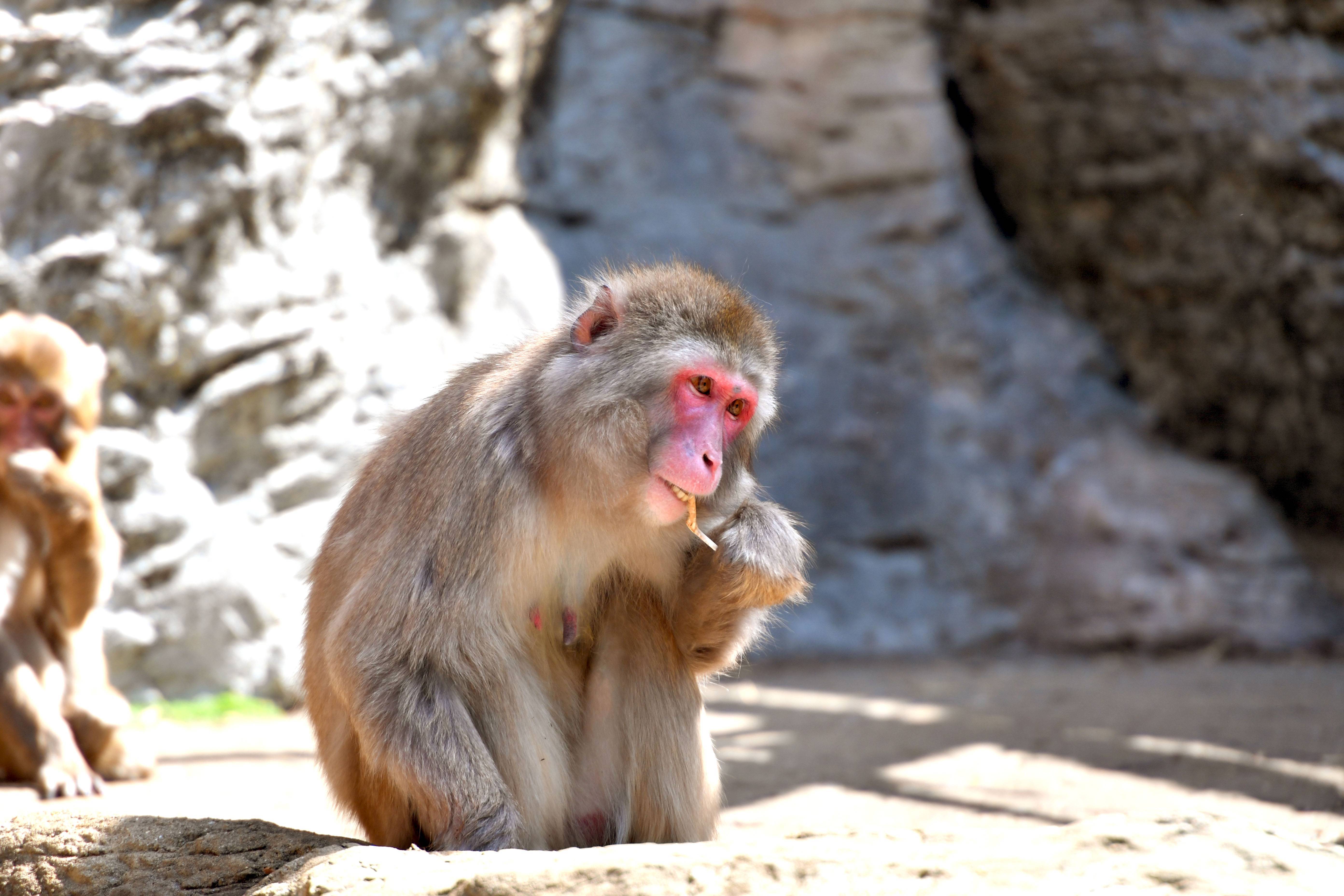 ニホンザル 日本の山里 動物紹介 よこはま動物園ズーラシア公式サイト 公益財団法人 横浜市緑の協会