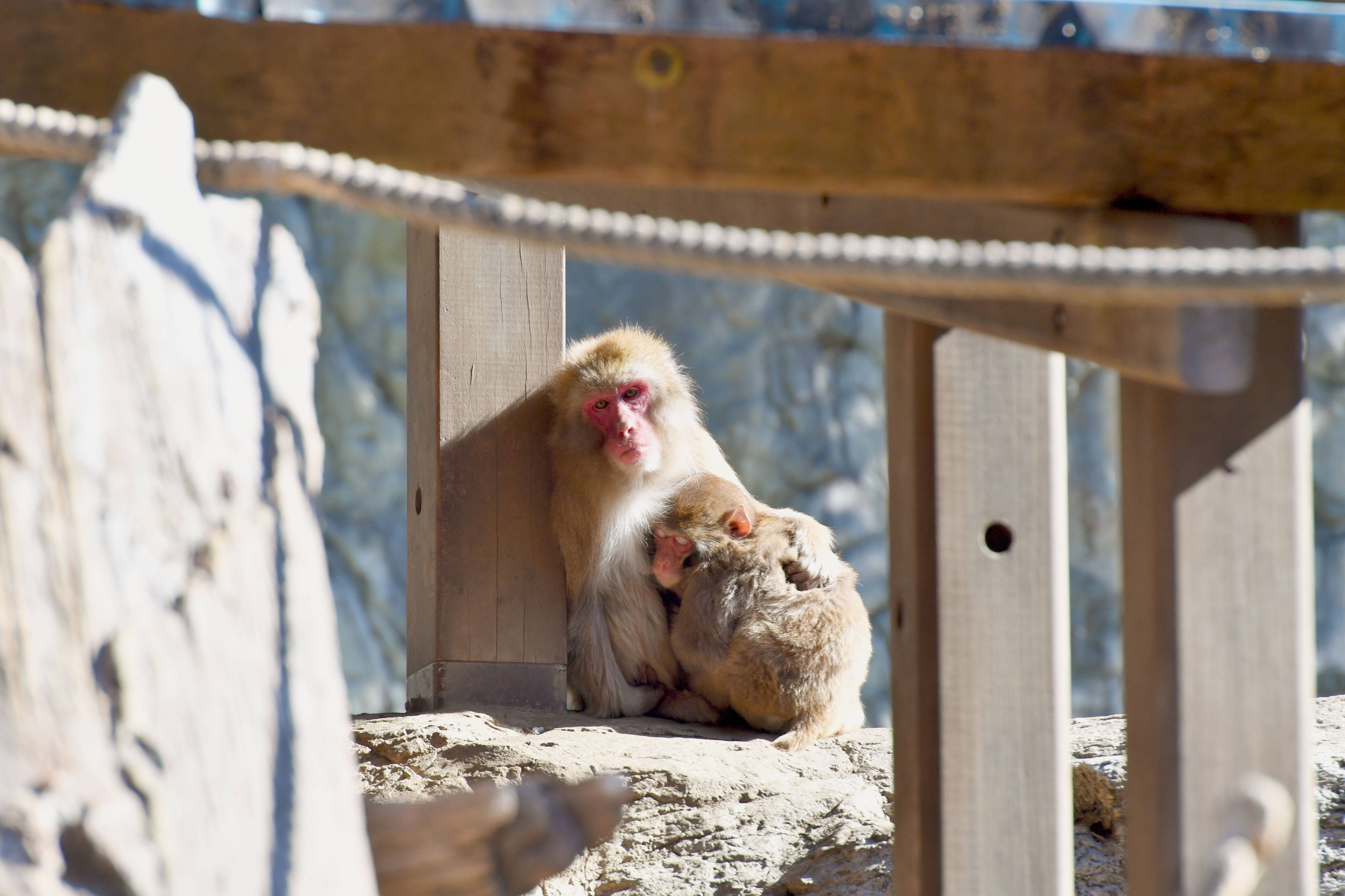 ニホンザル 日本の山里 動物紹介 よこはま動物園ズーラシア公式サイト 公益財団法人 横浜市緑の協会