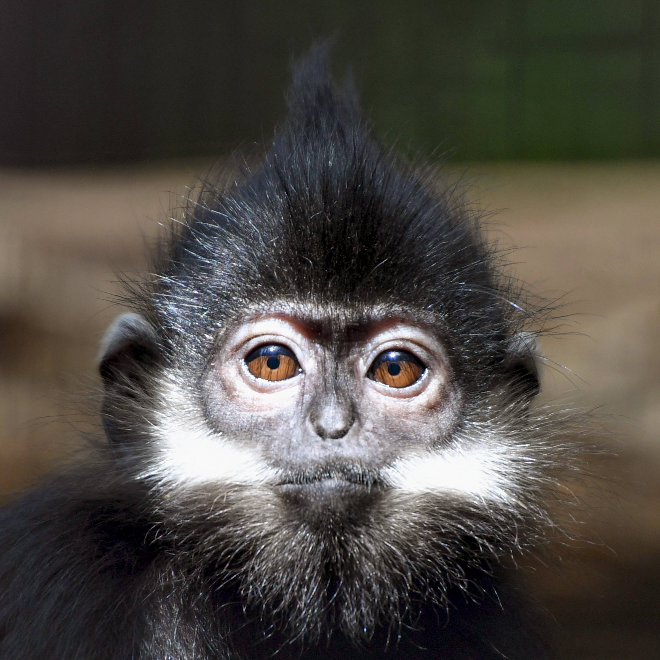 フランソワルトン|アジアの熱帯林|動物紹介 よこはま動物園ズーラシア