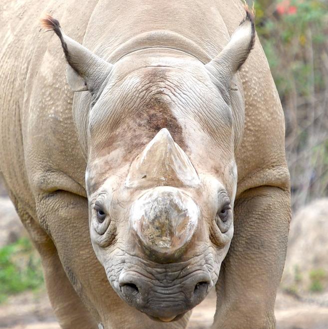ヒガシクロサイ アフリカのサバンナ 動物紹介 よこはま動物園ズーラシア公式サイト 公益財団法人 横浜市緑の協会