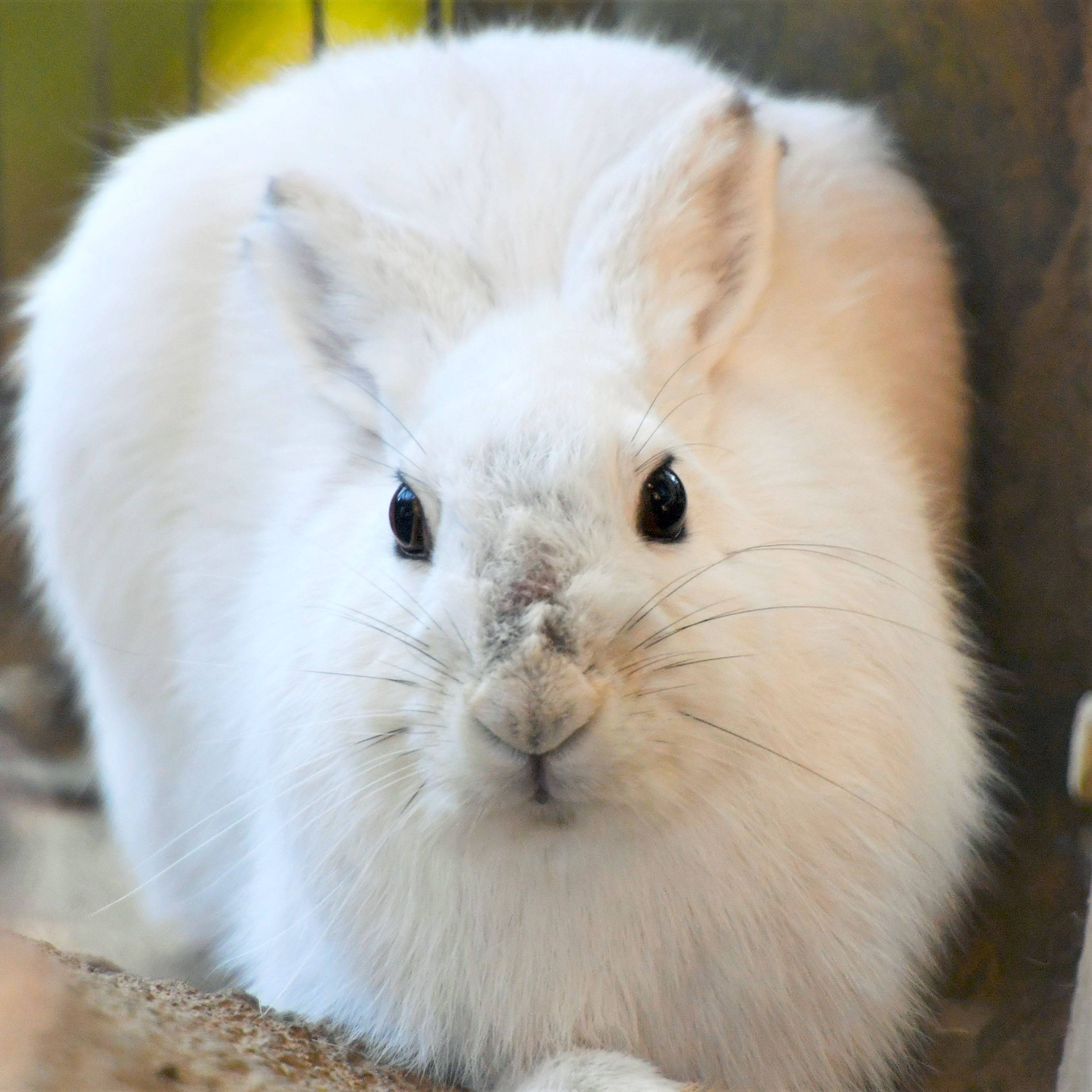 トウホクノウサギ|亜寒帯の森|動物紹介 よこはま動物園ズーラシア公式 