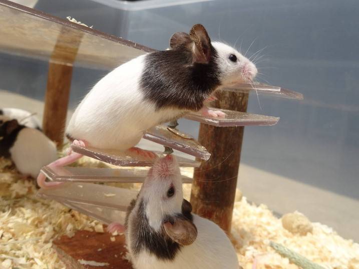 ハツカネズミ|ぱかぱか広場|動物紹介 よこはま動物園ズーラシア