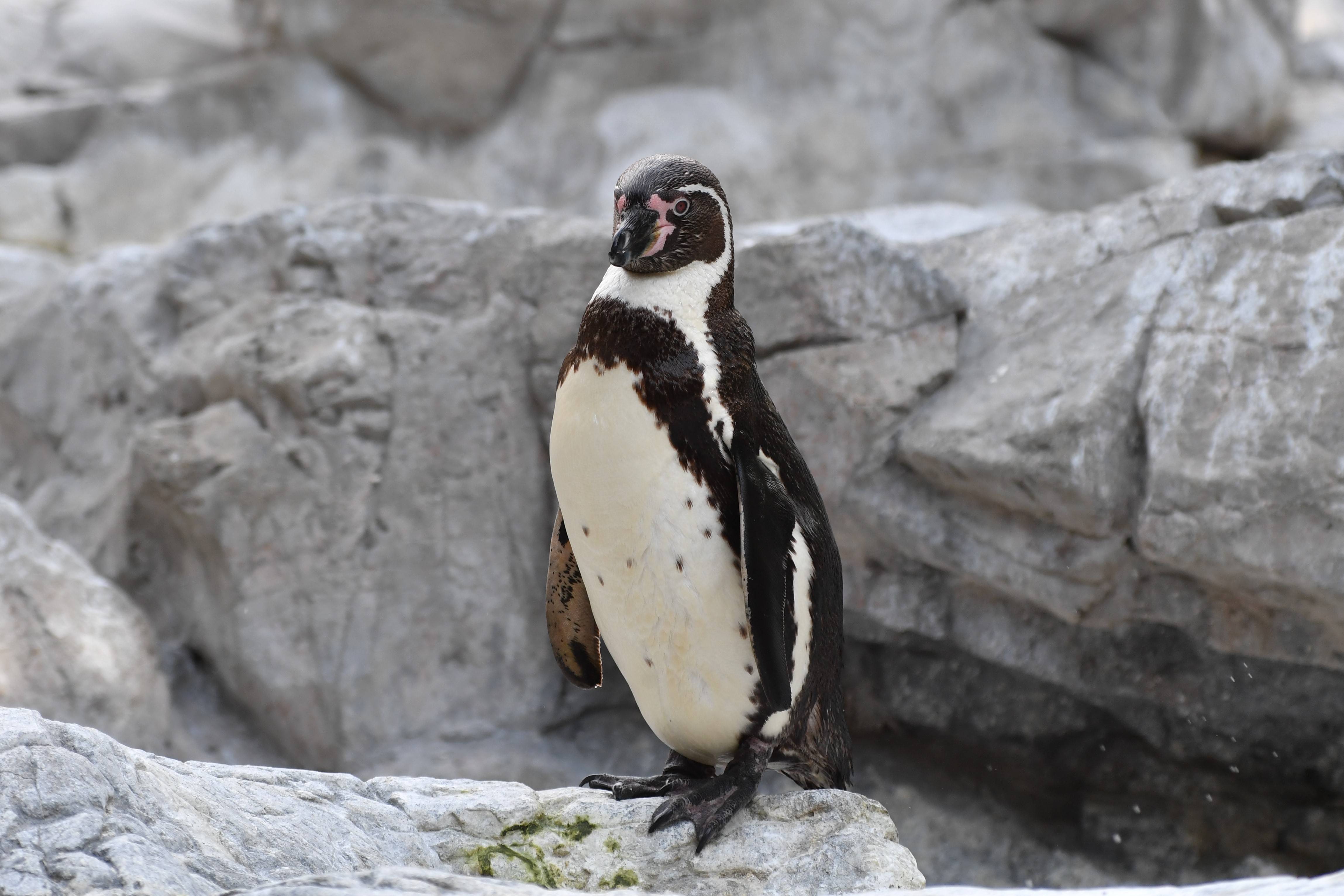 フンボルトペンギン 亜寒帯の森 動物紹介 よこはま動物園ズーラシア公式サイト 公益財団法人 横浜市緑の協会